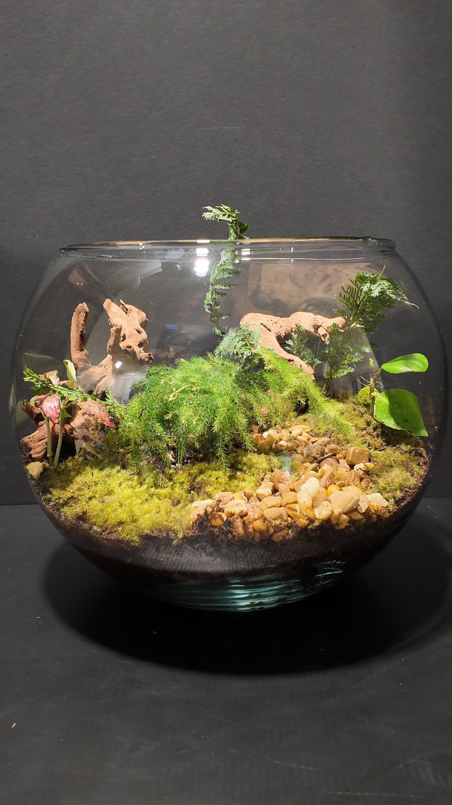 Terrarium #19