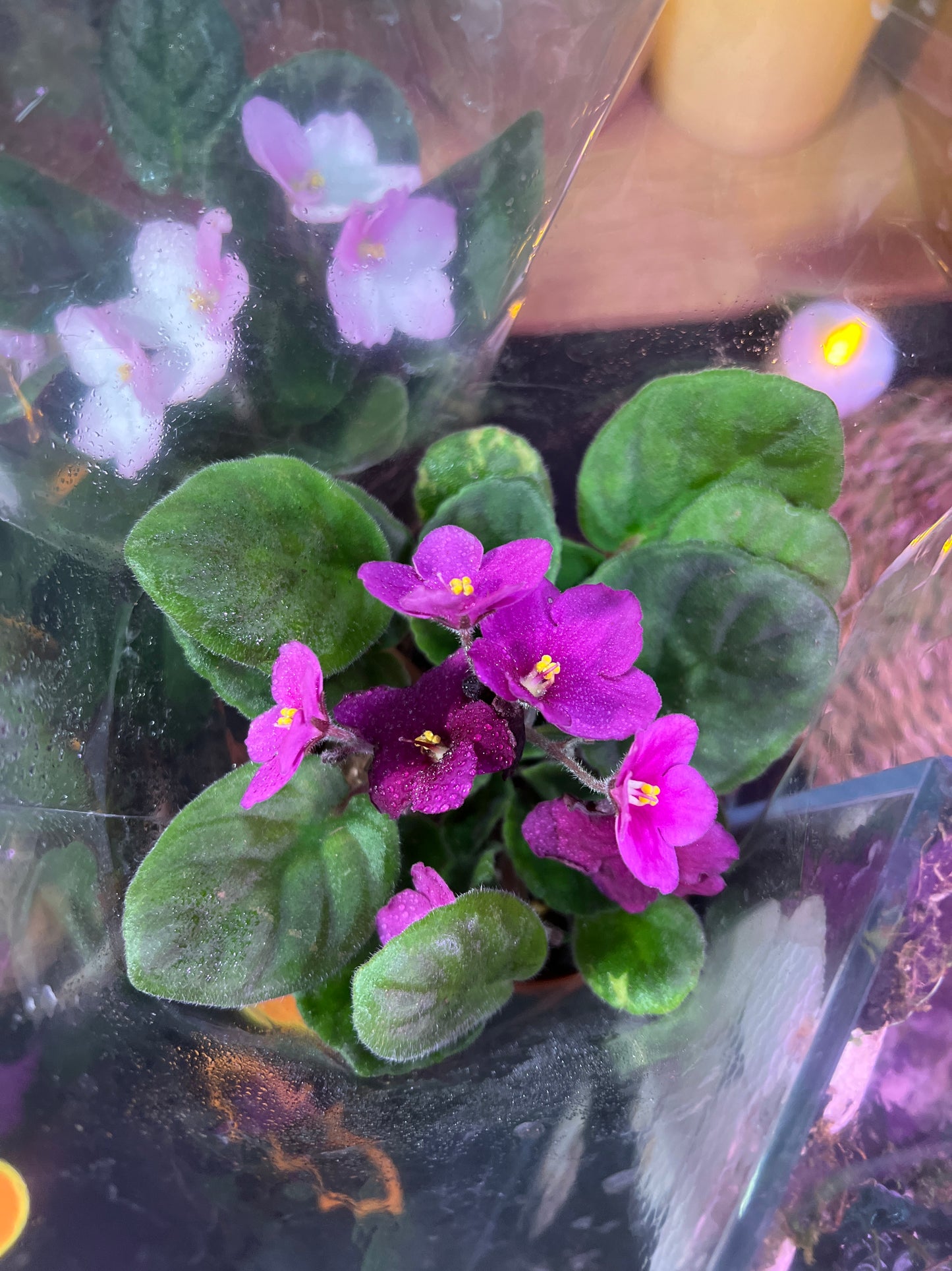 African Violets
