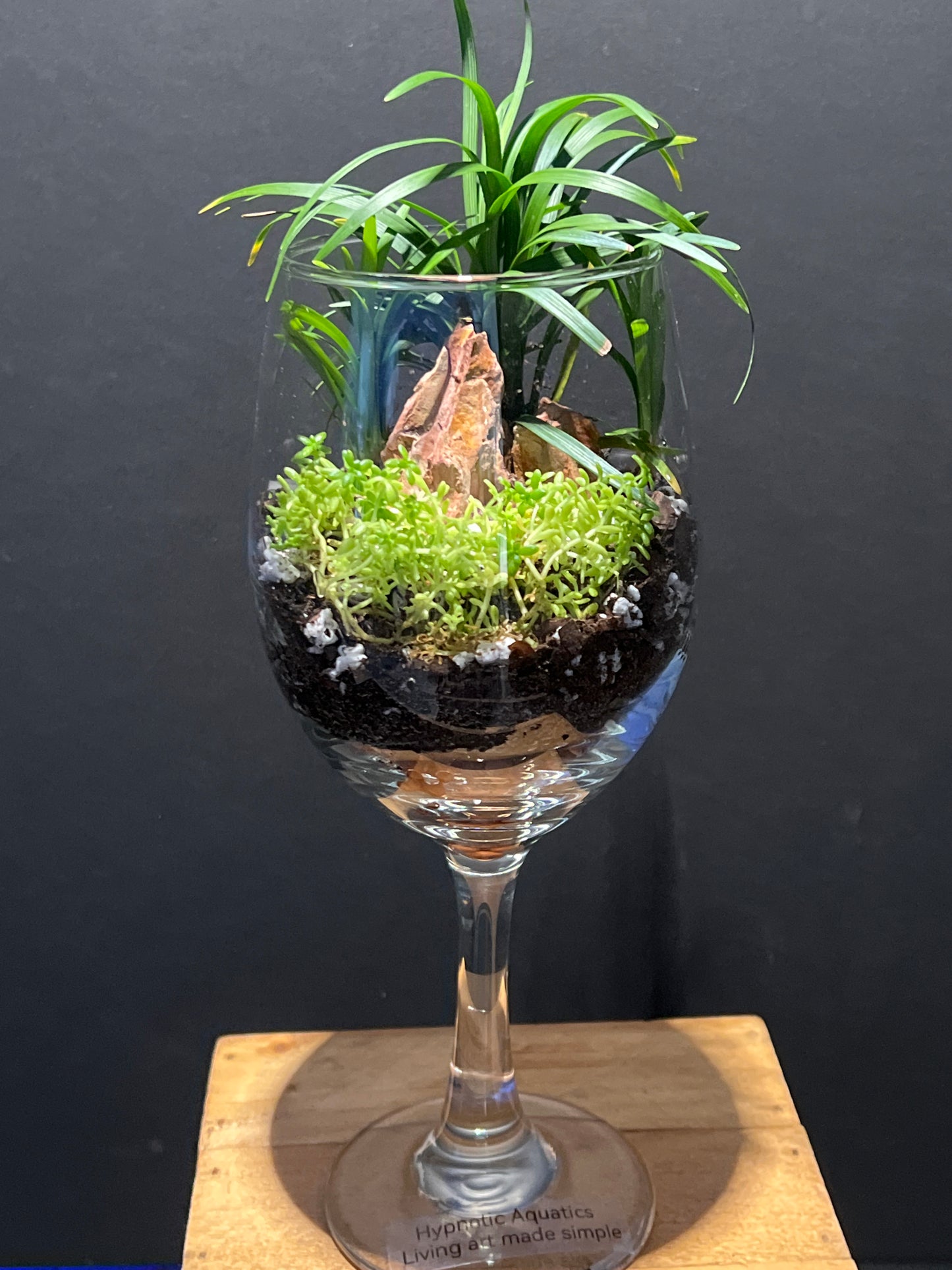 Terrarium #30
