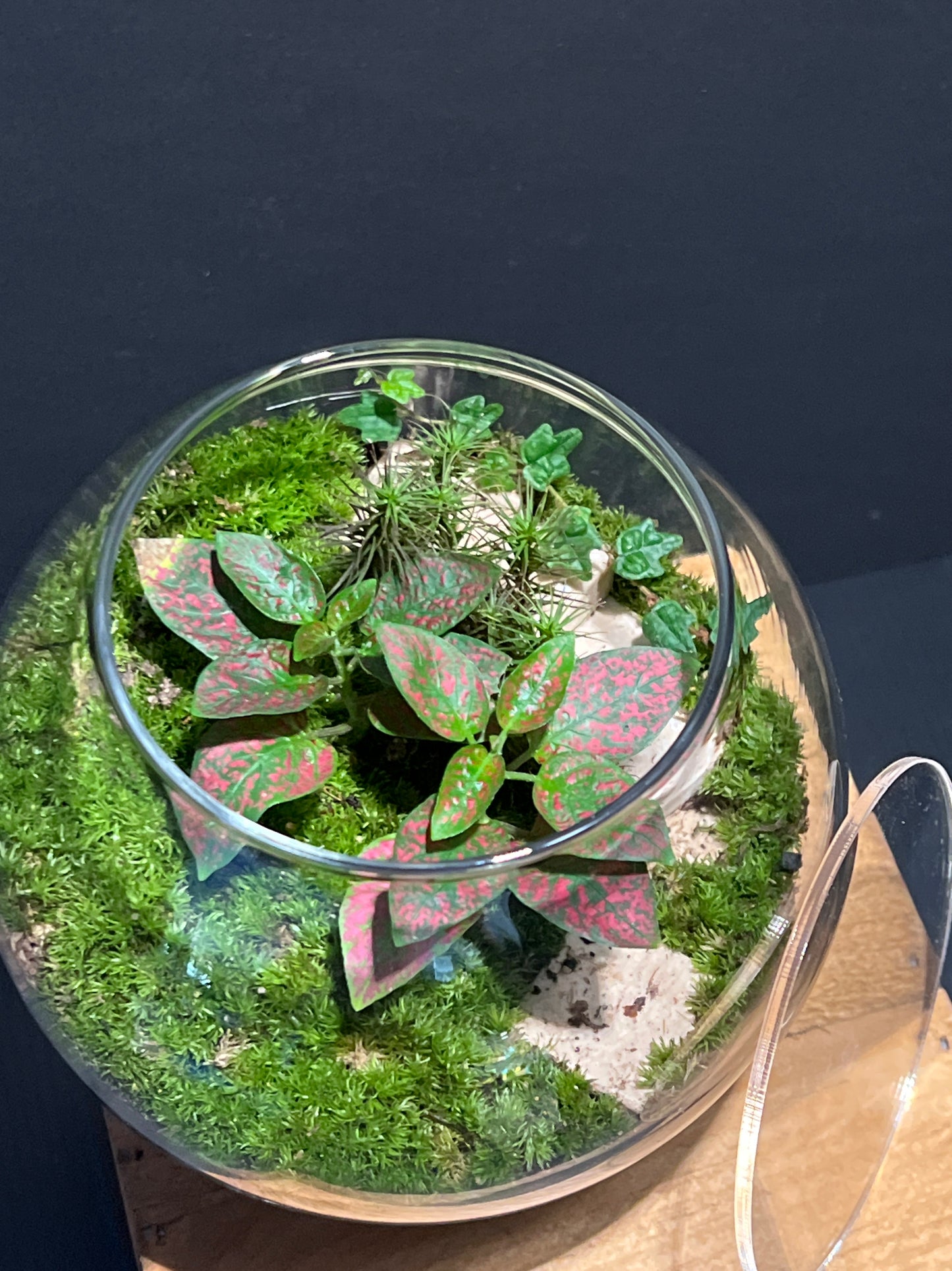 Terrarium #146
