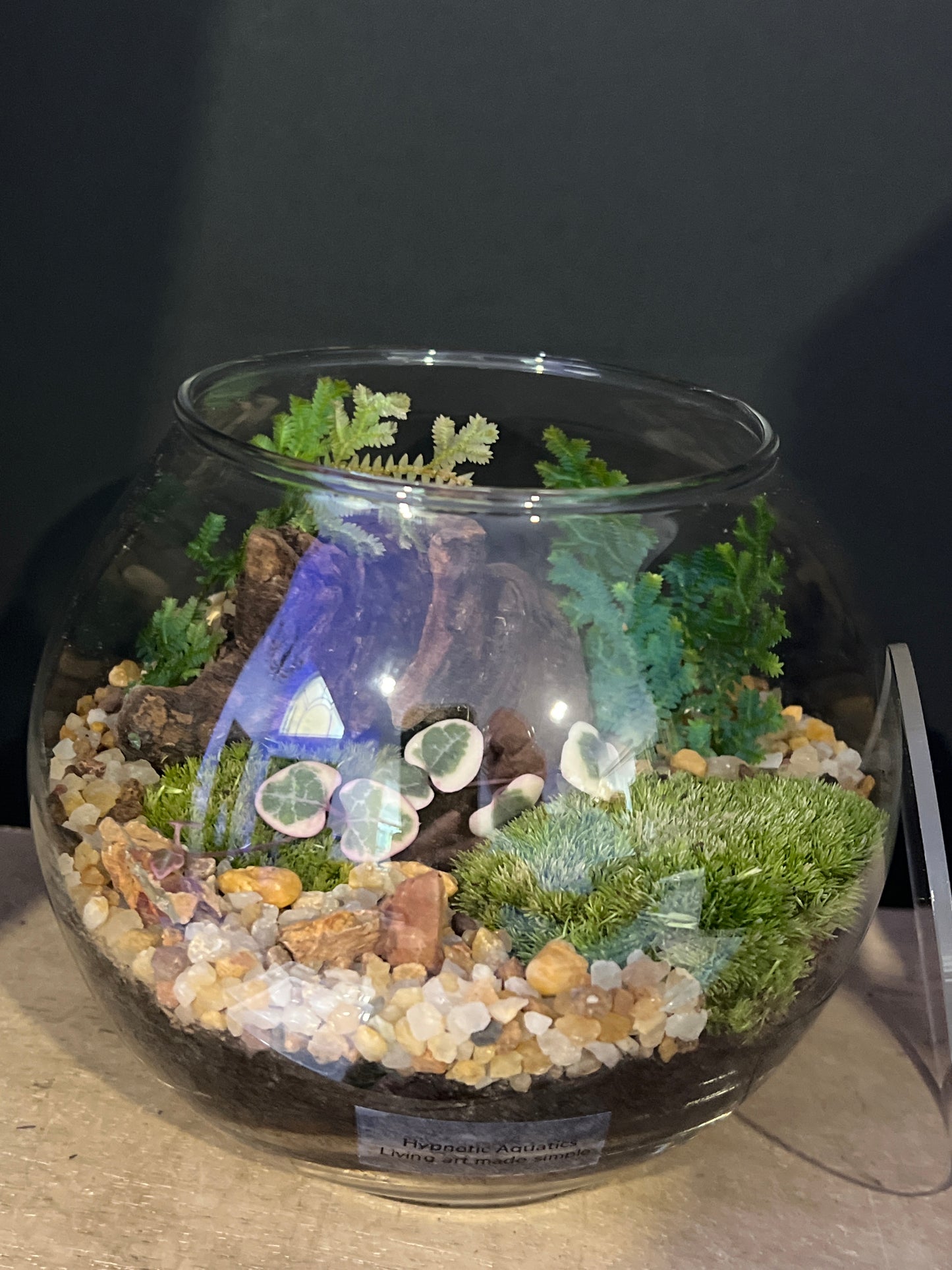 Terrarium 474