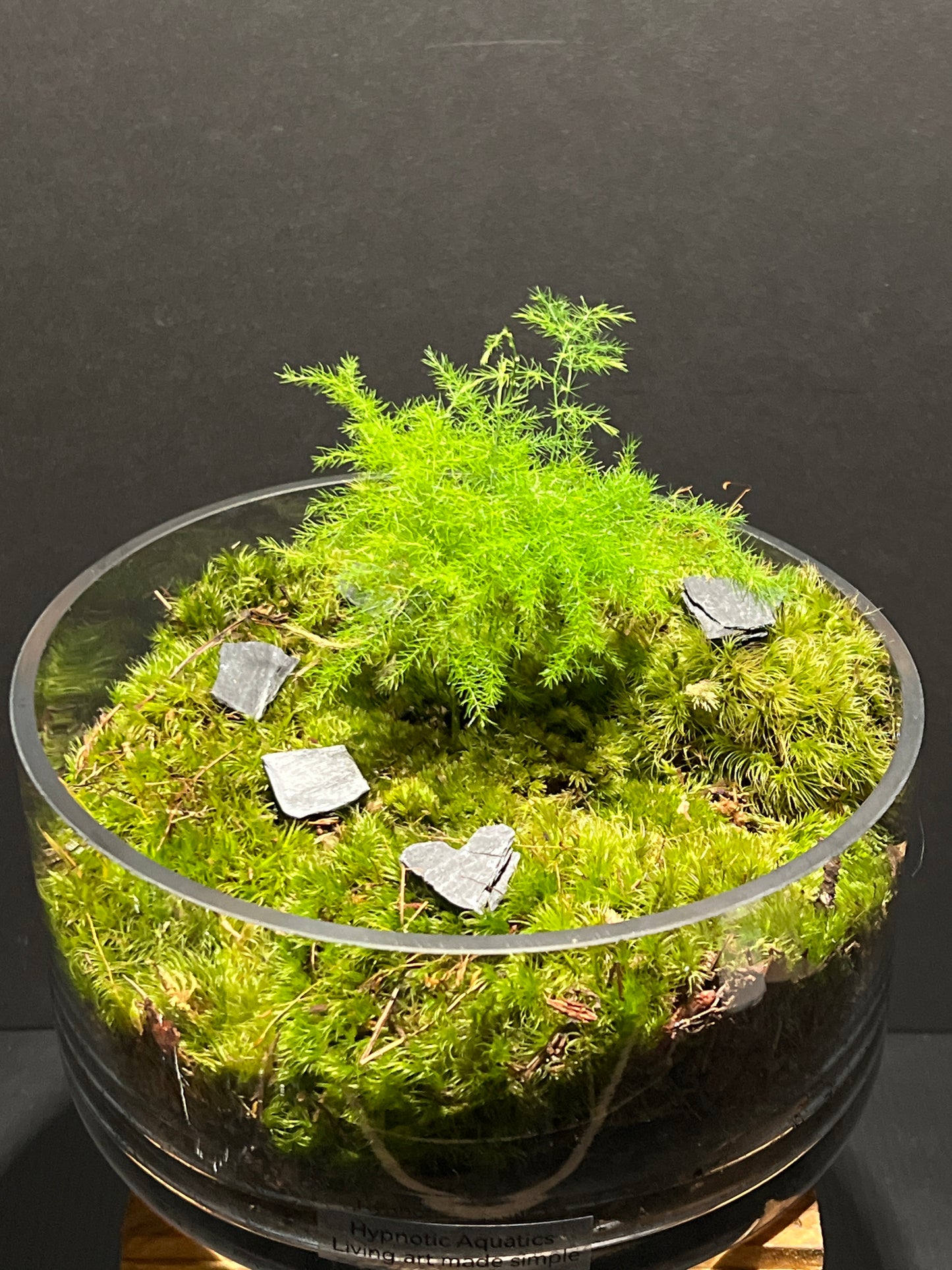 Terrarium #161
