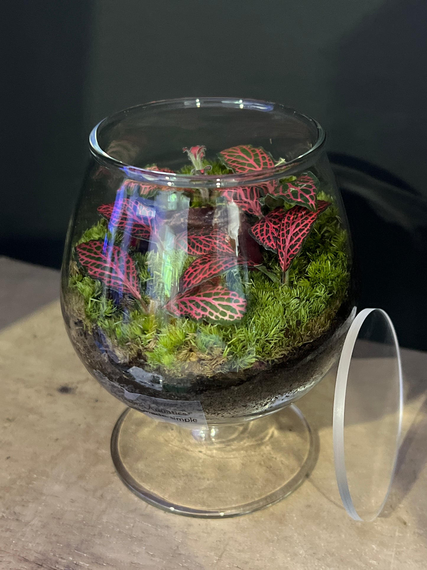 Terrarium 482