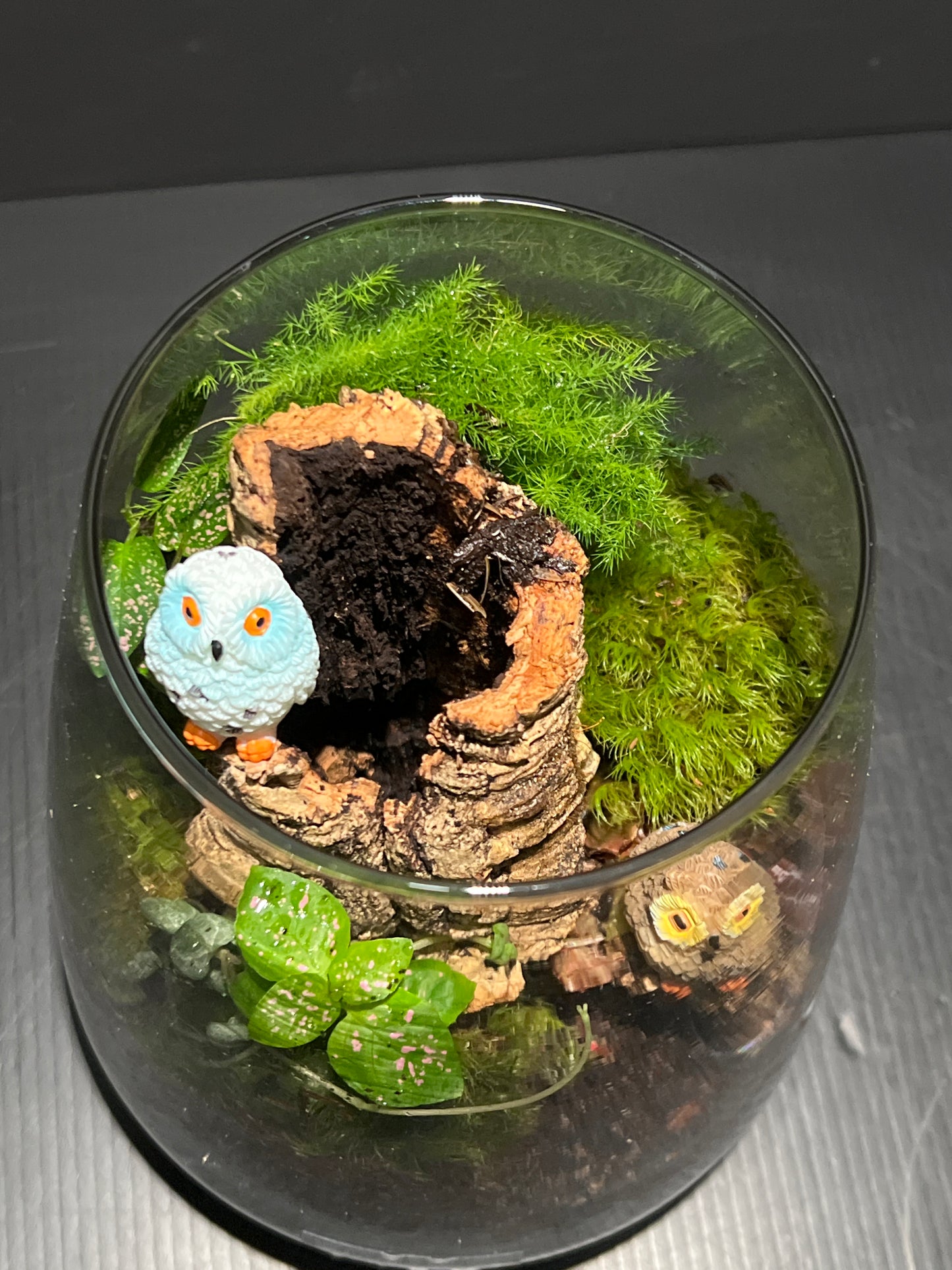 Terrarium 267