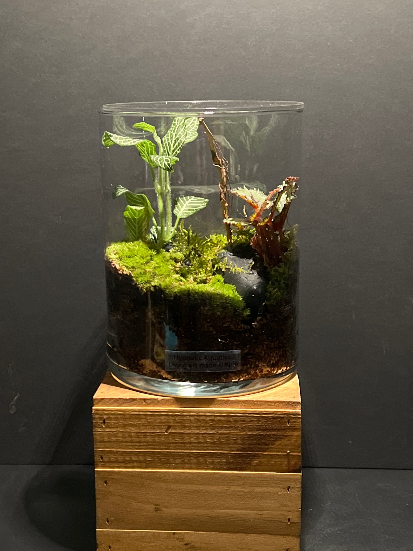 Terrarium #167