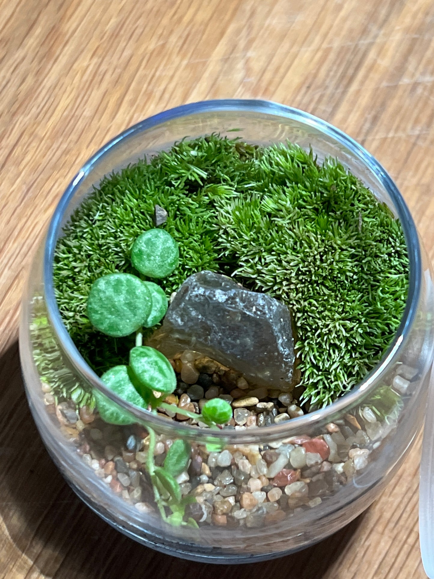 Terrarium 527