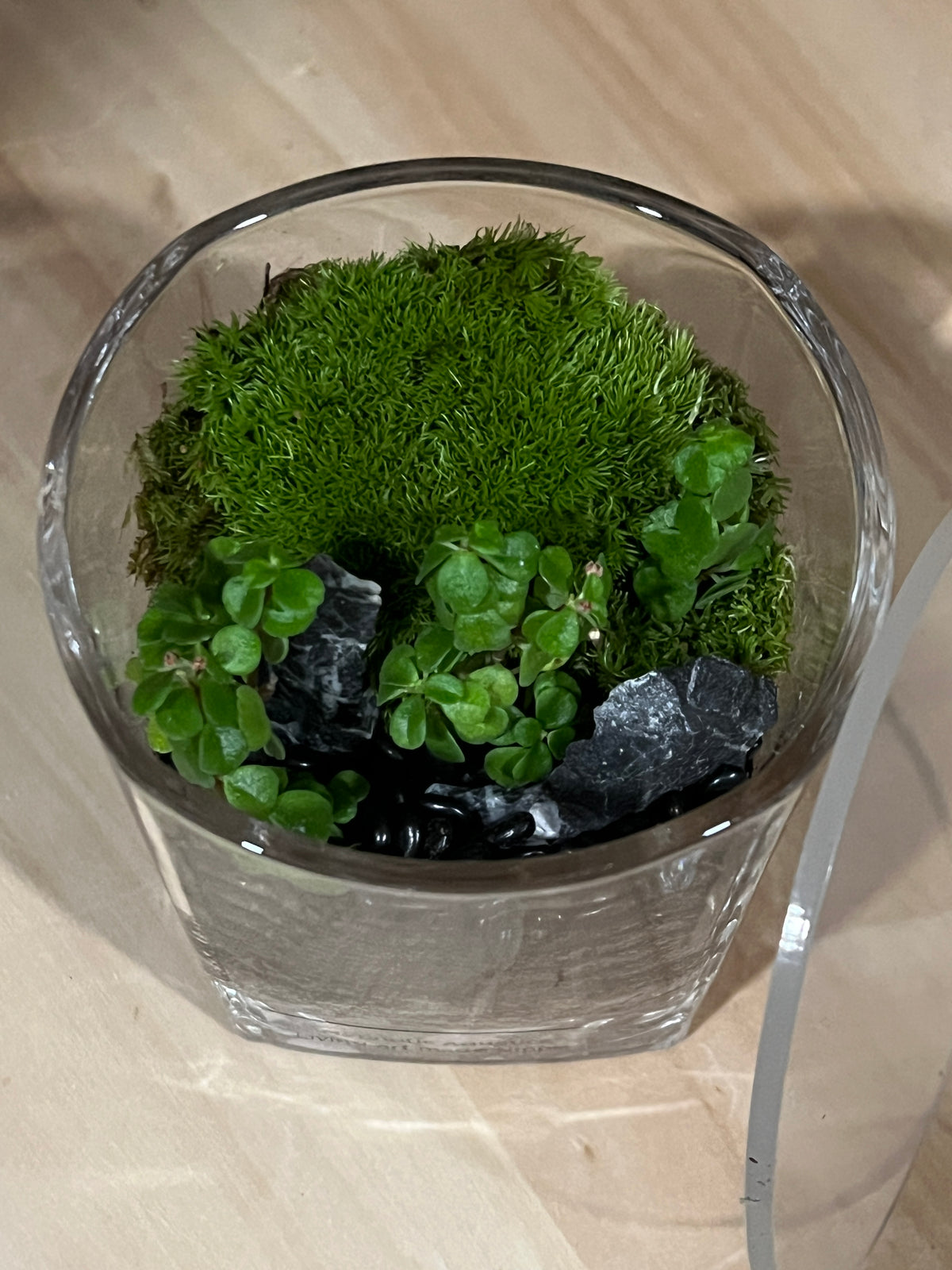Terrarium 951