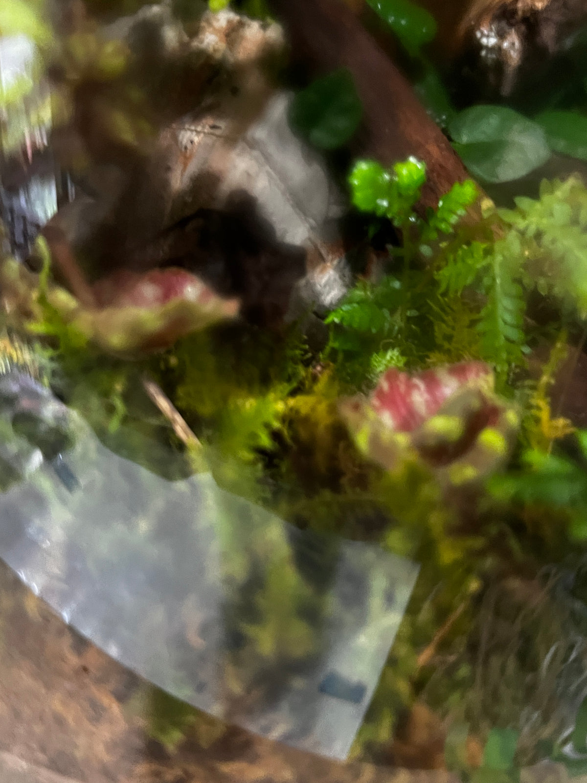 Terrarium 997