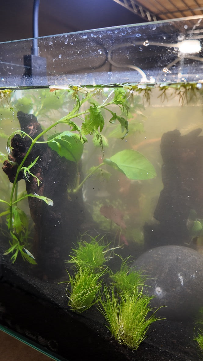 Nano Aquarium: The Lounge