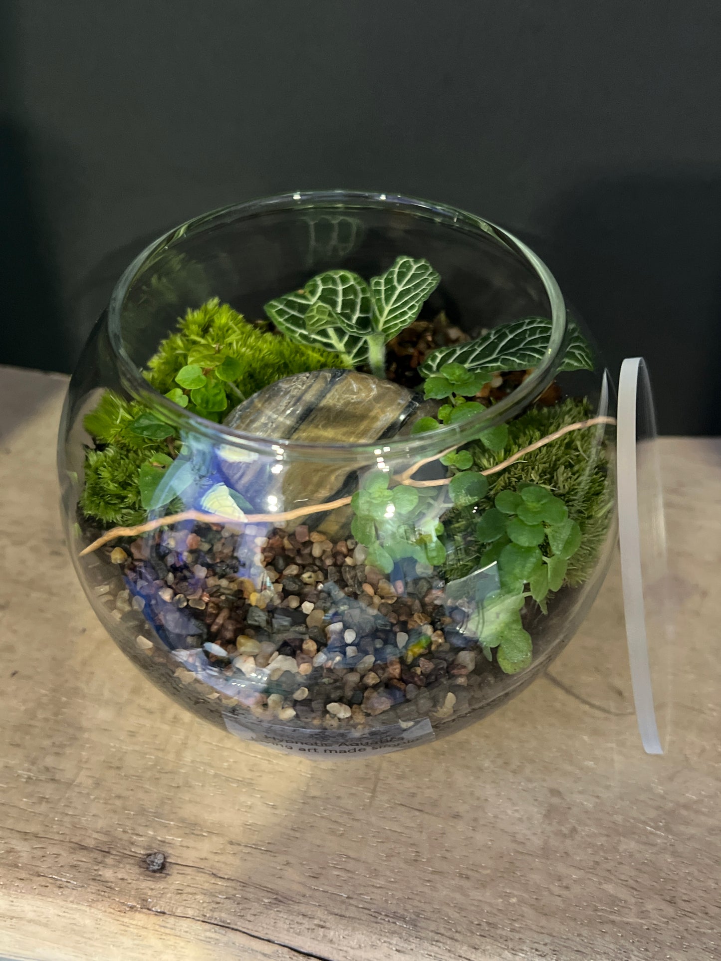 Terrarium 470