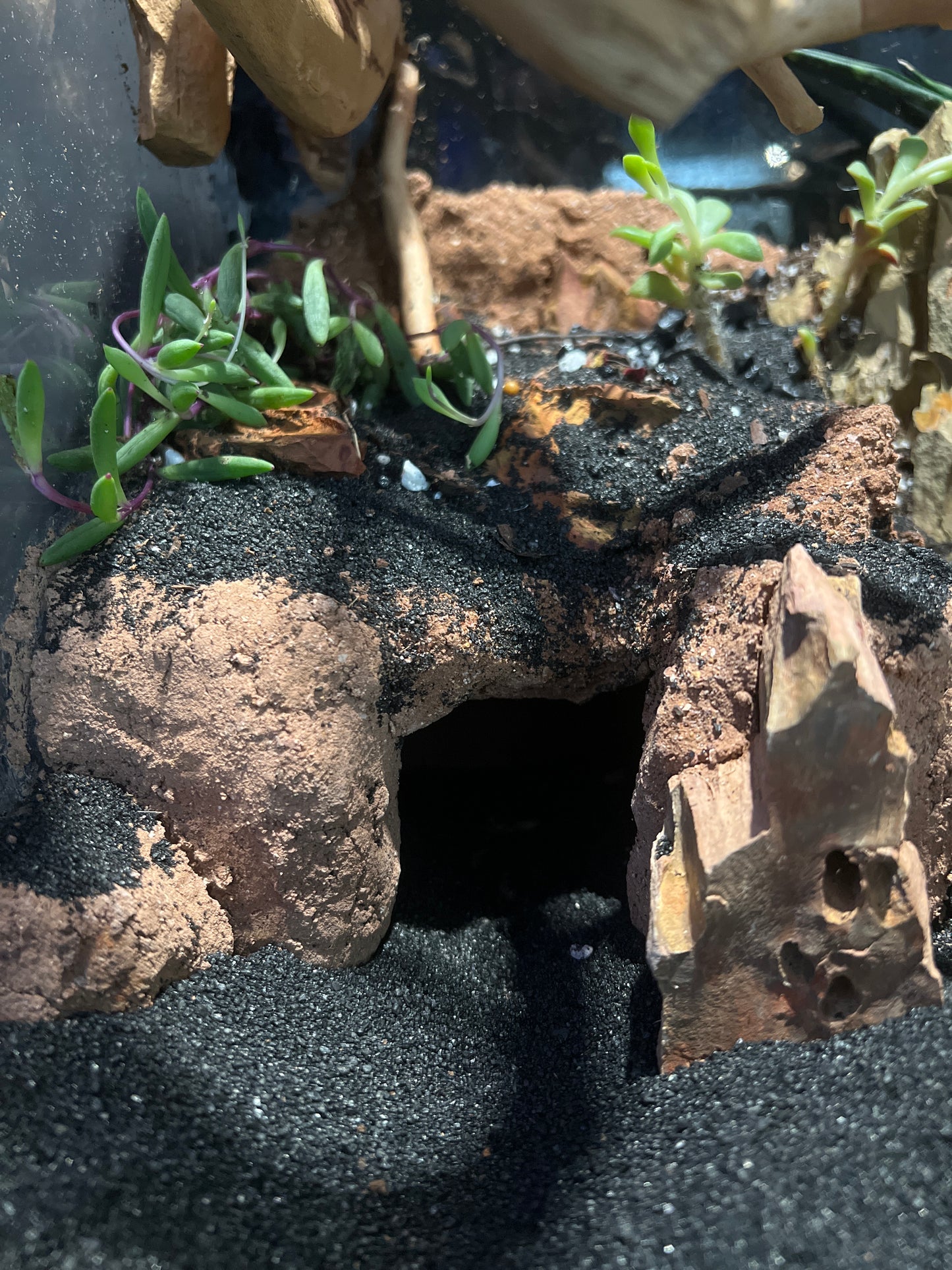 Terrarium 362 Habitat