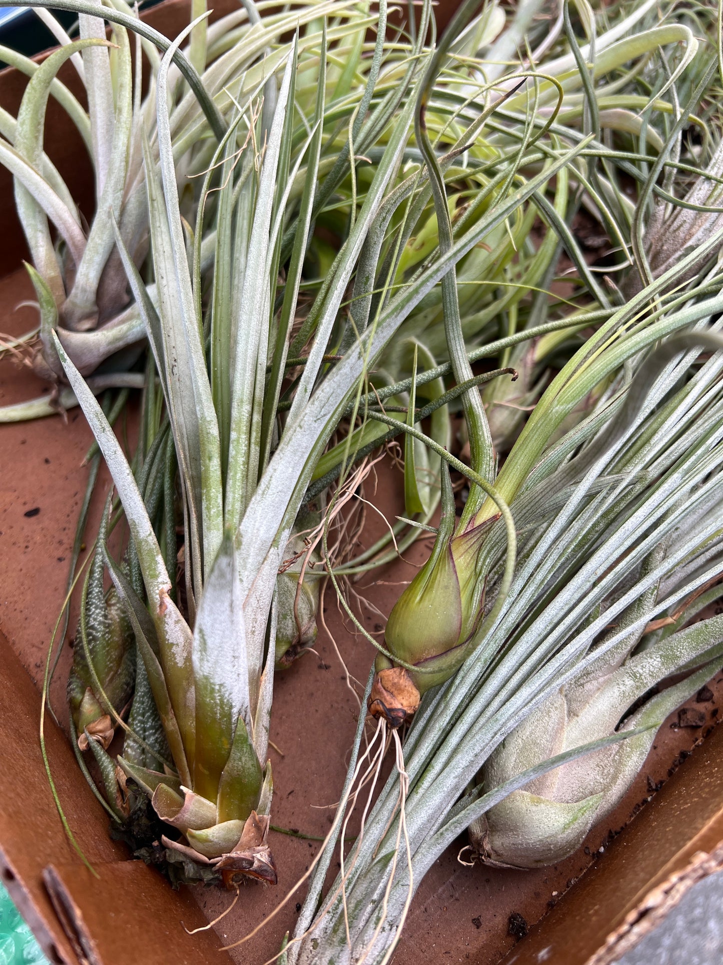 Tillandsia Large/Jumbo (Air Plant)