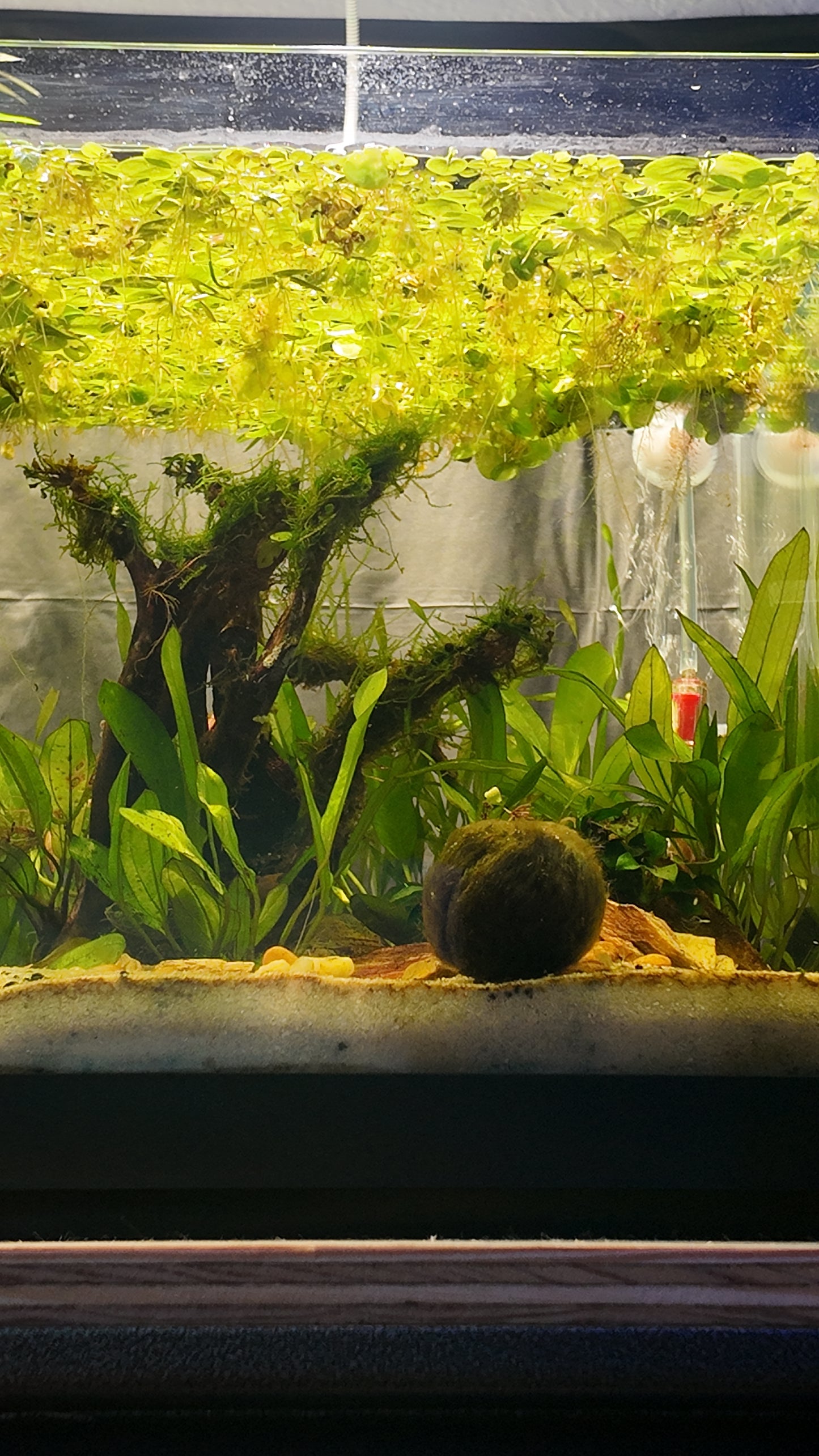 Nano Aquarium: Fallen