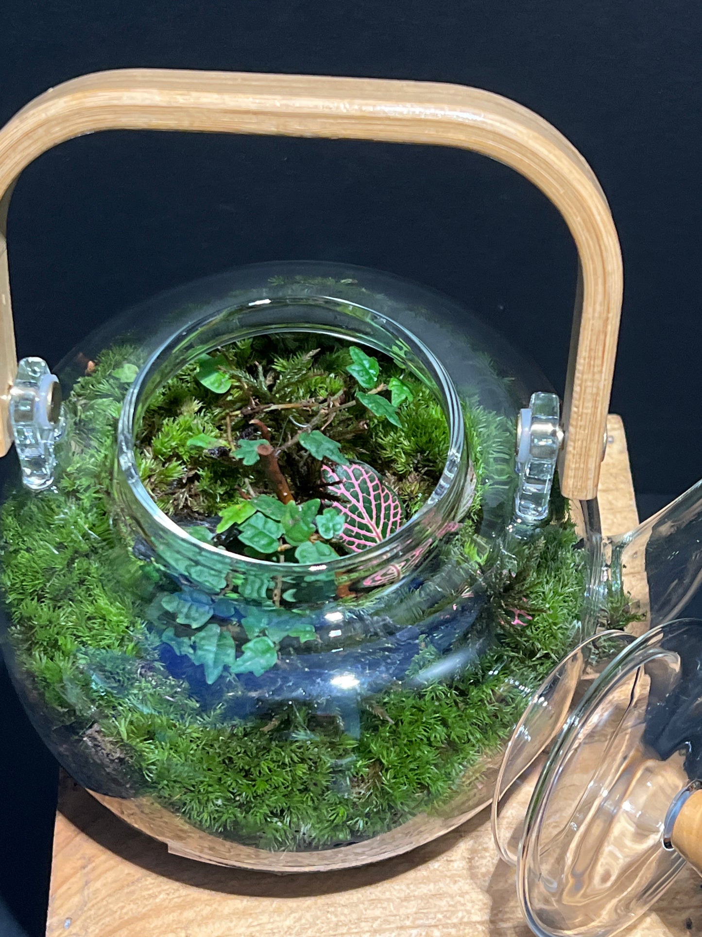 Terrarium #143