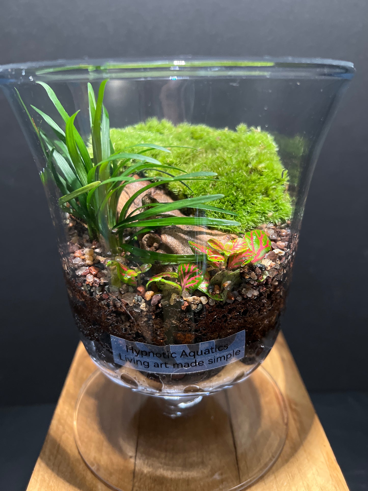 Terrarium #73