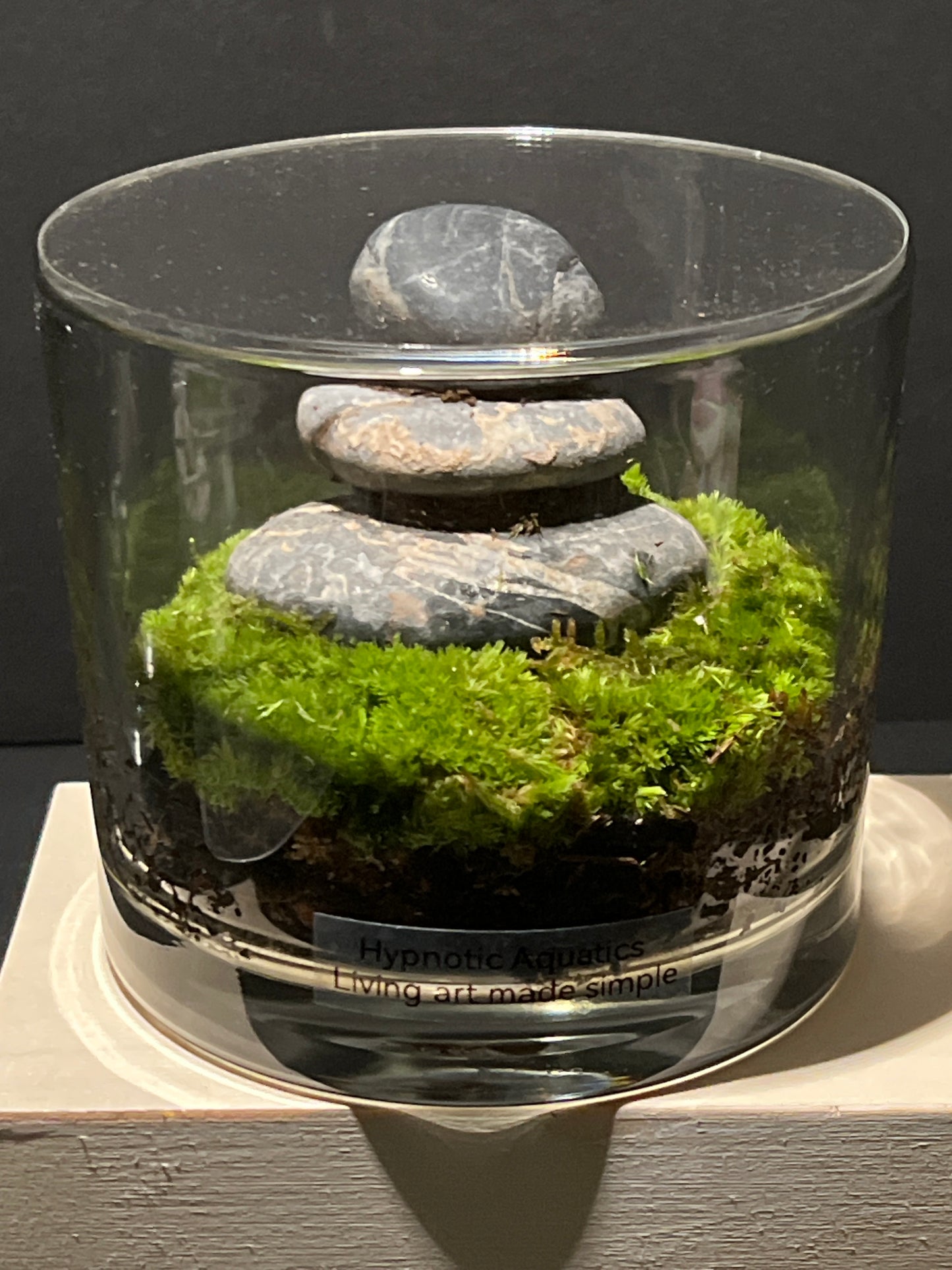 Terrarium 237