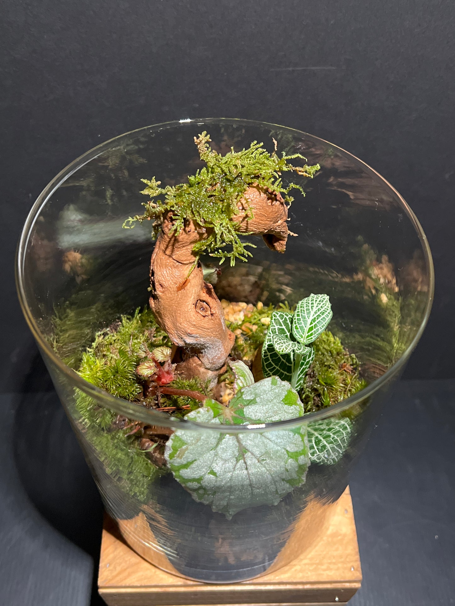 Terrarium 180