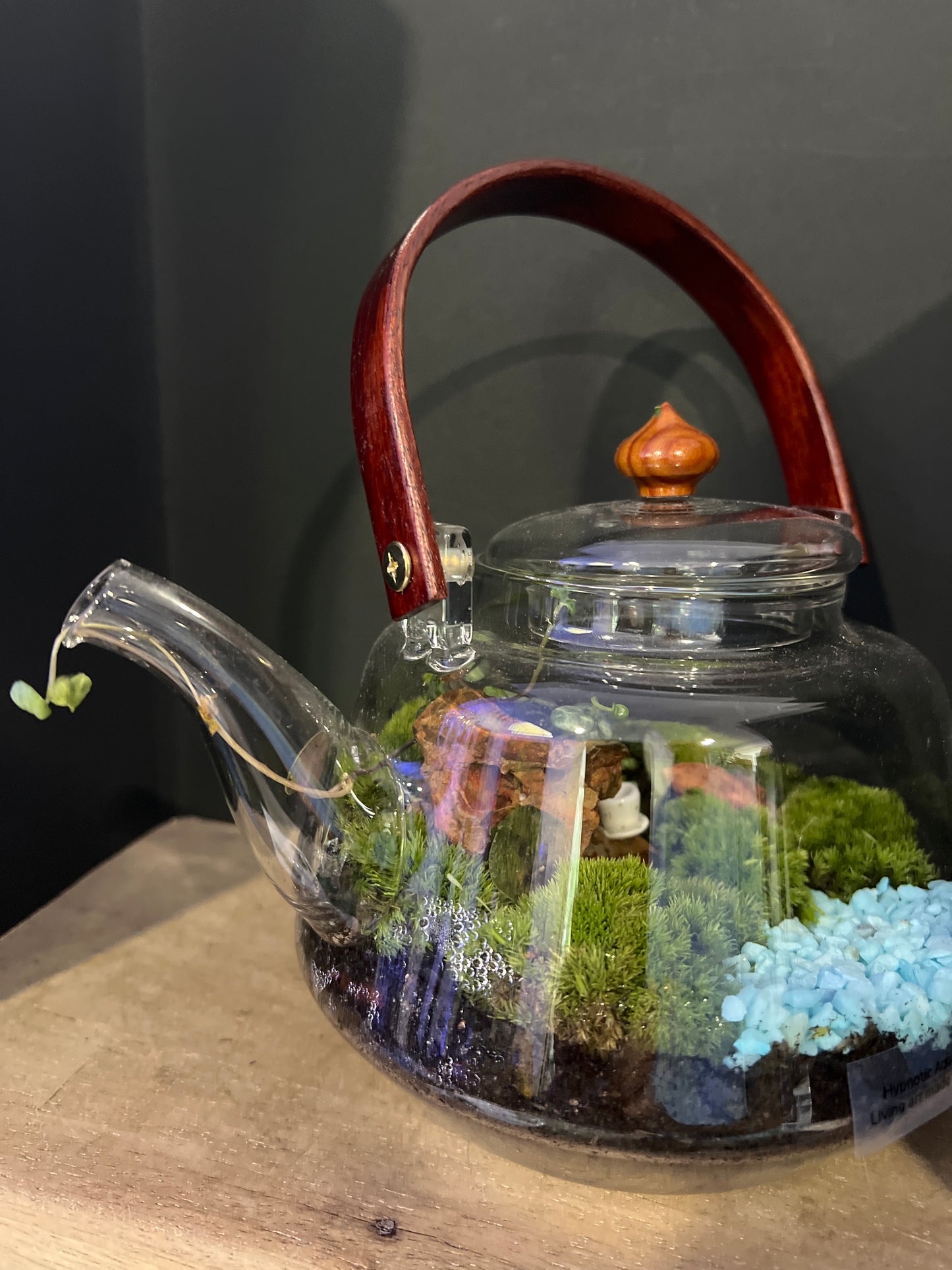 Terrarium 477