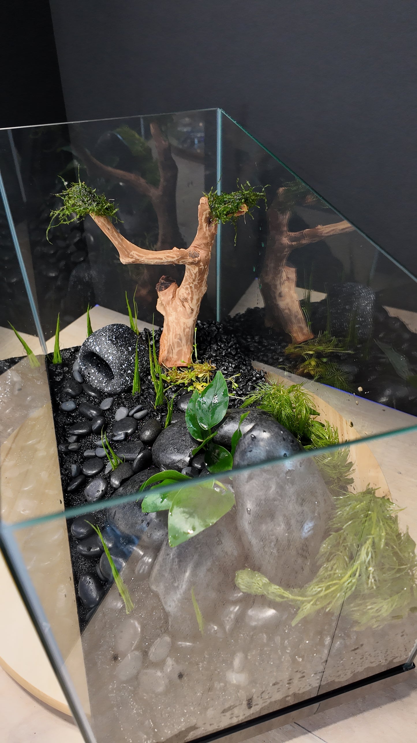 Nano Aquarium: Midnight