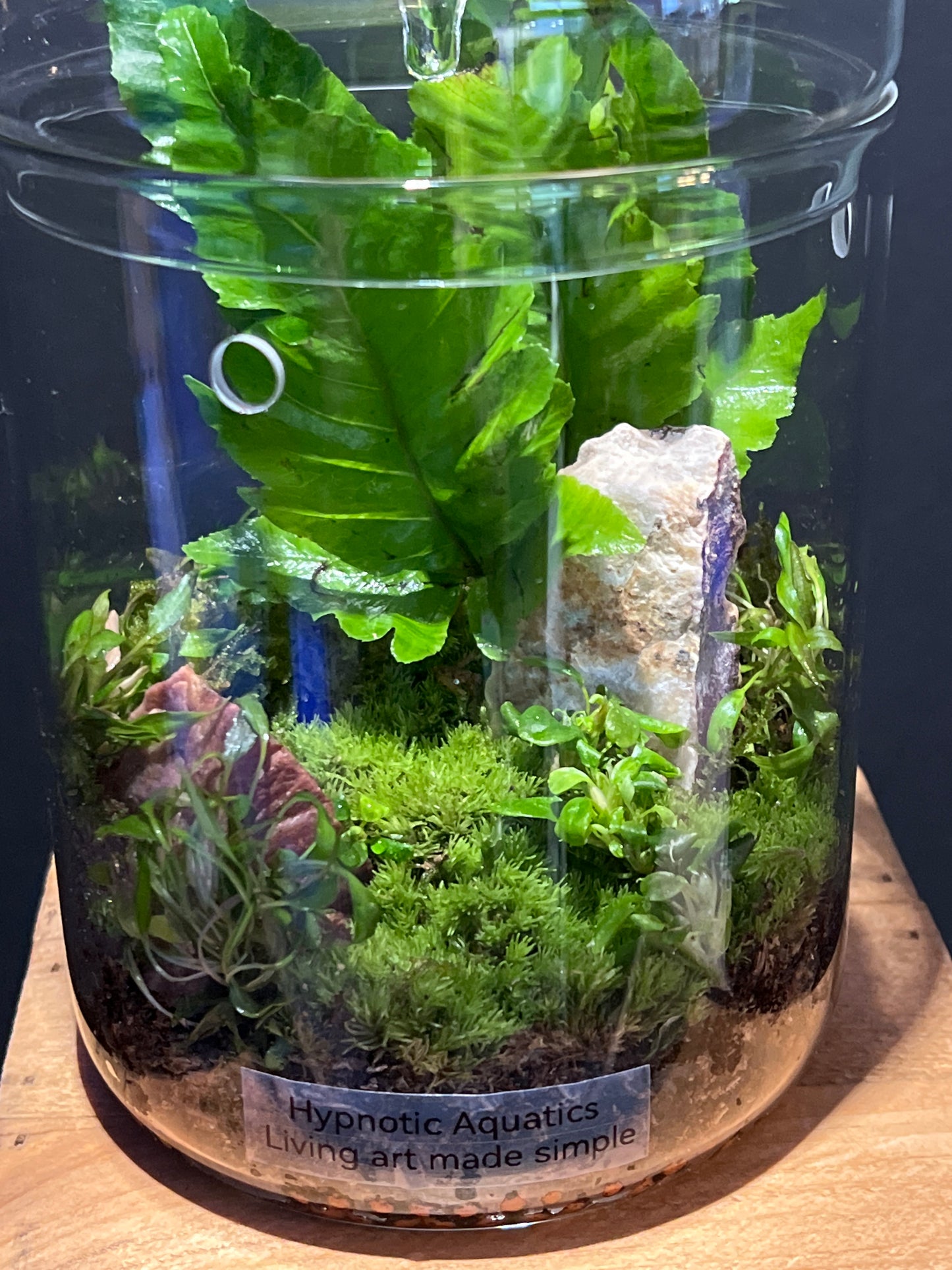 Terrarium #177