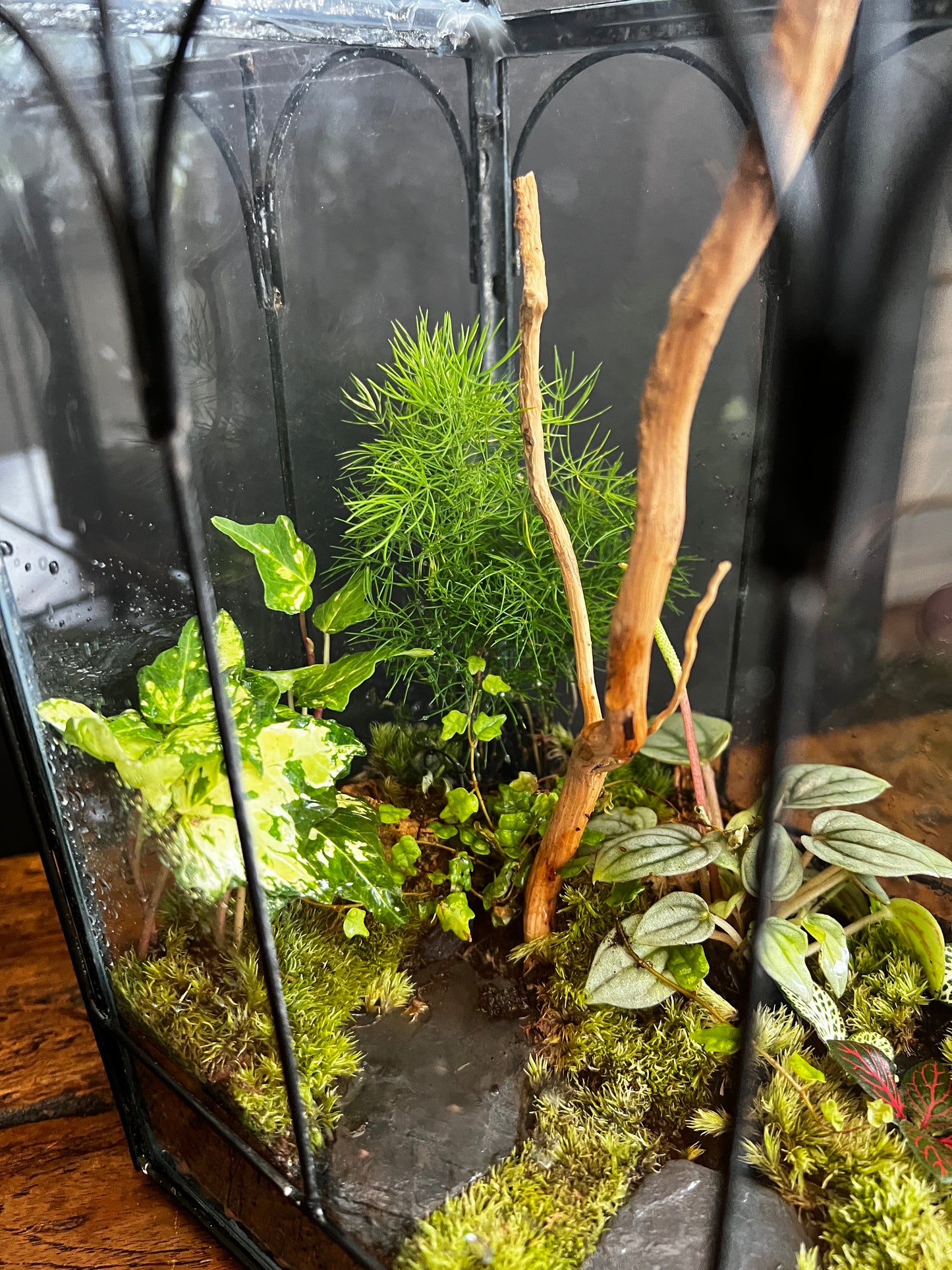 Terrarium 867