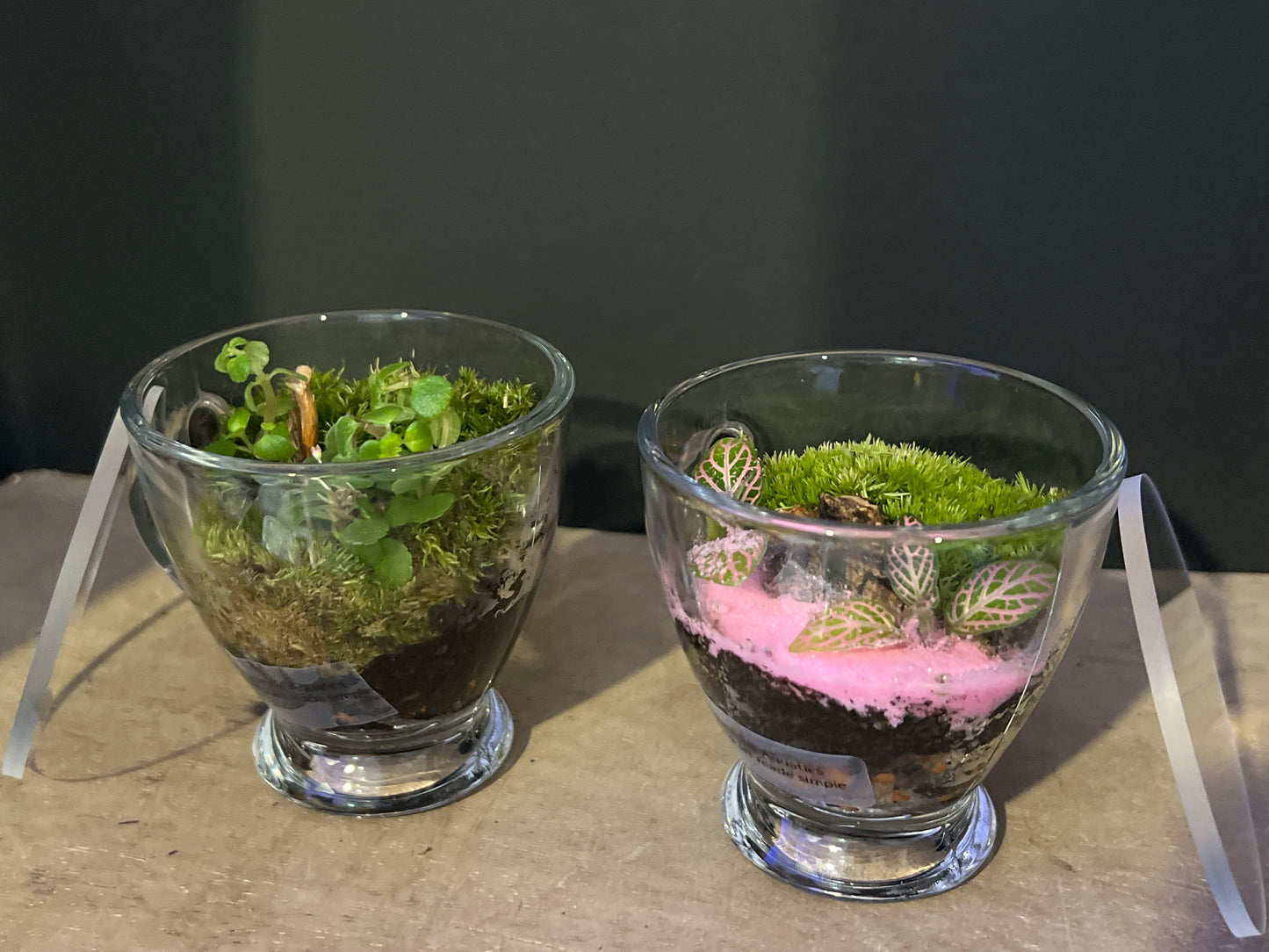 Terrarium 481 (seti)