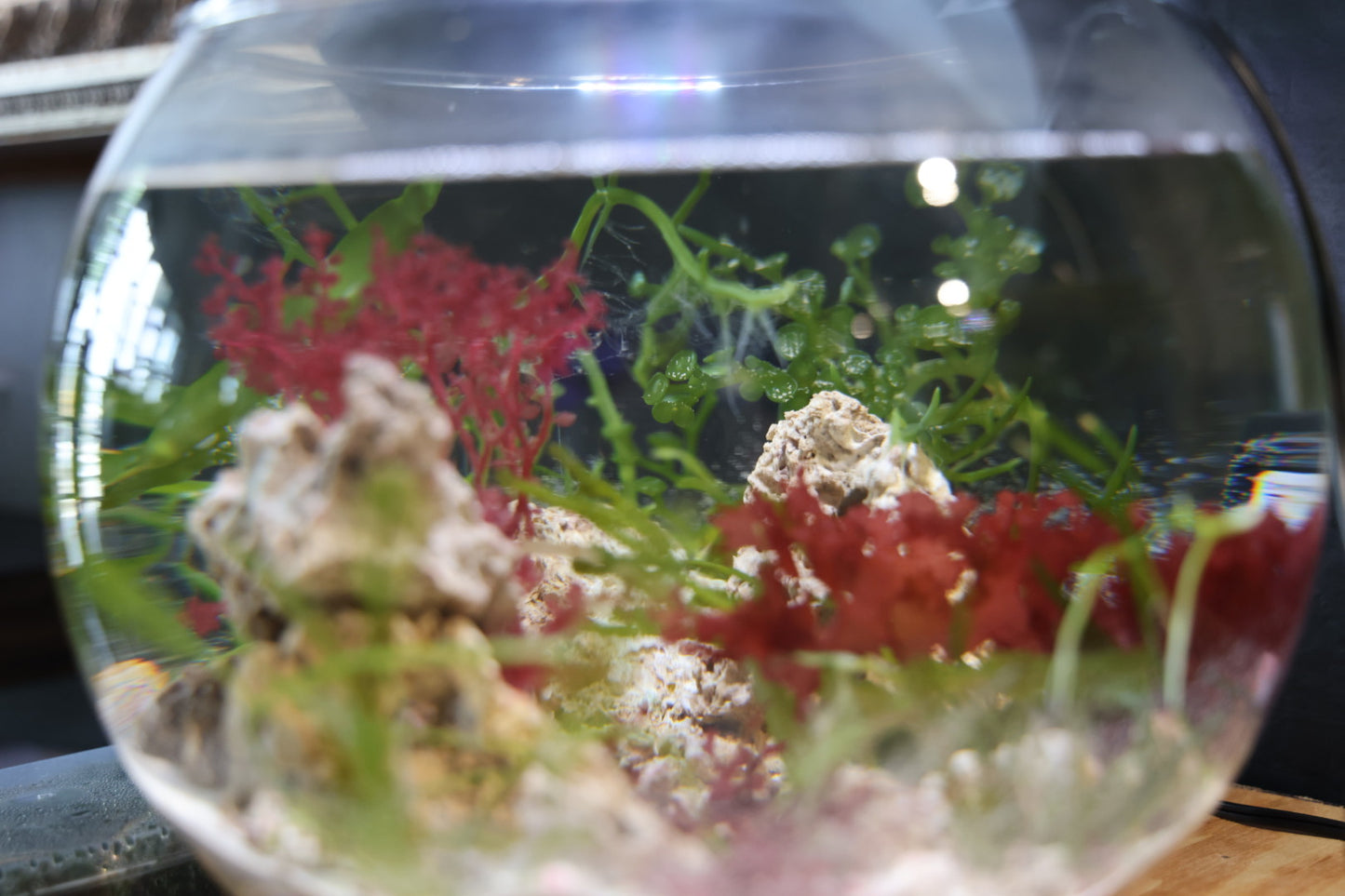 Saltwater Nano Aquariums