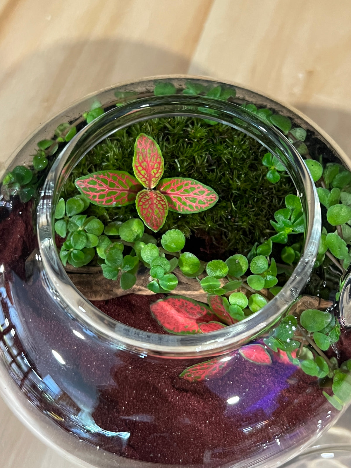 Terrarium 979