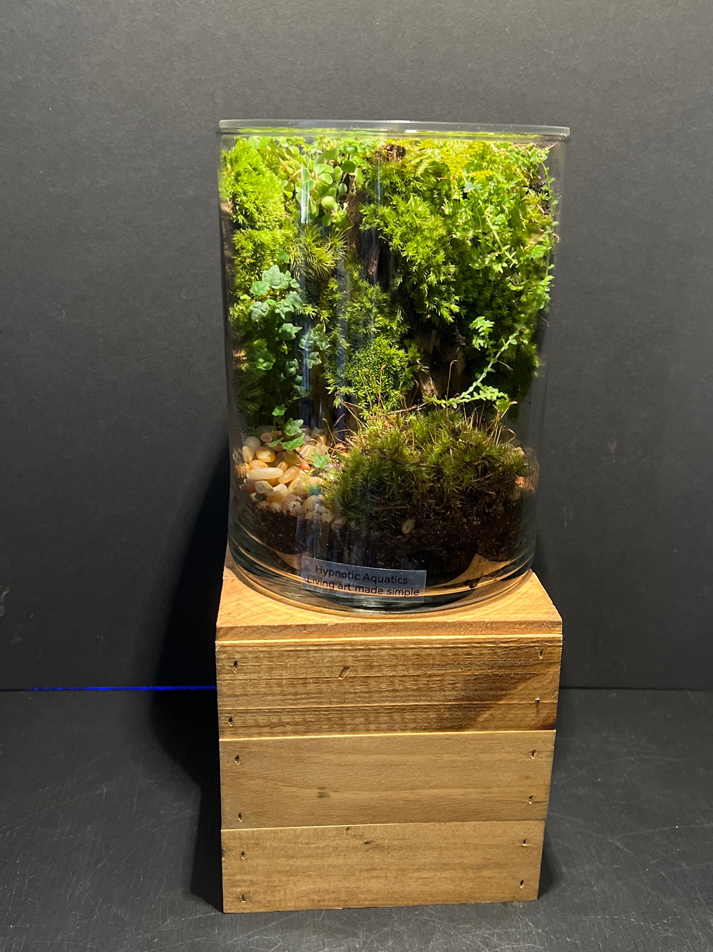 Terrarium #114