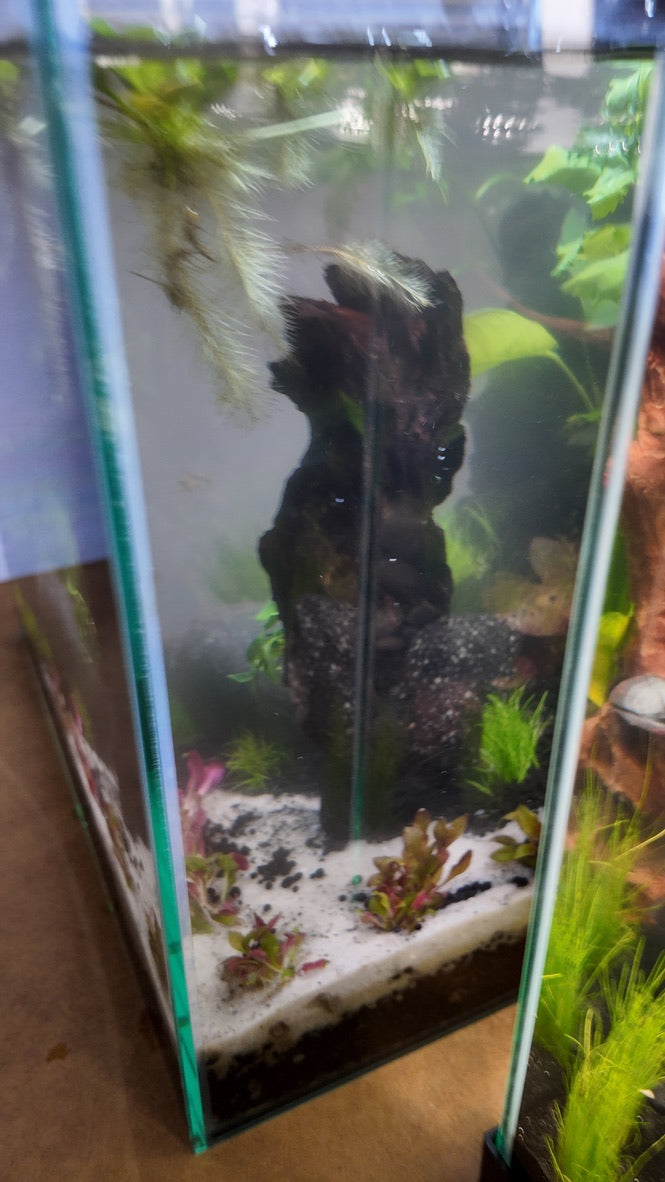 Nano Aquarium: The Lounge