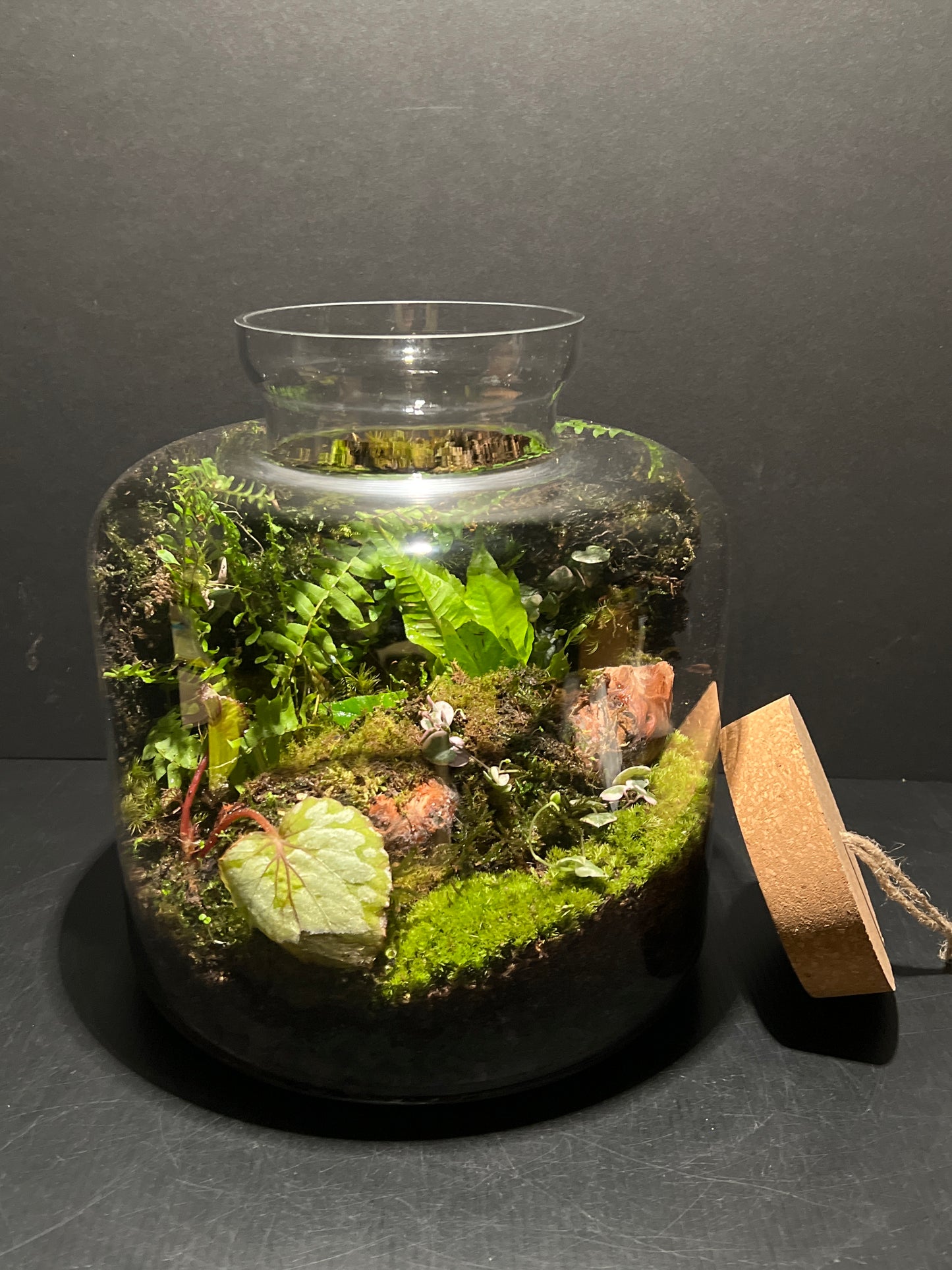 Terrarium #162