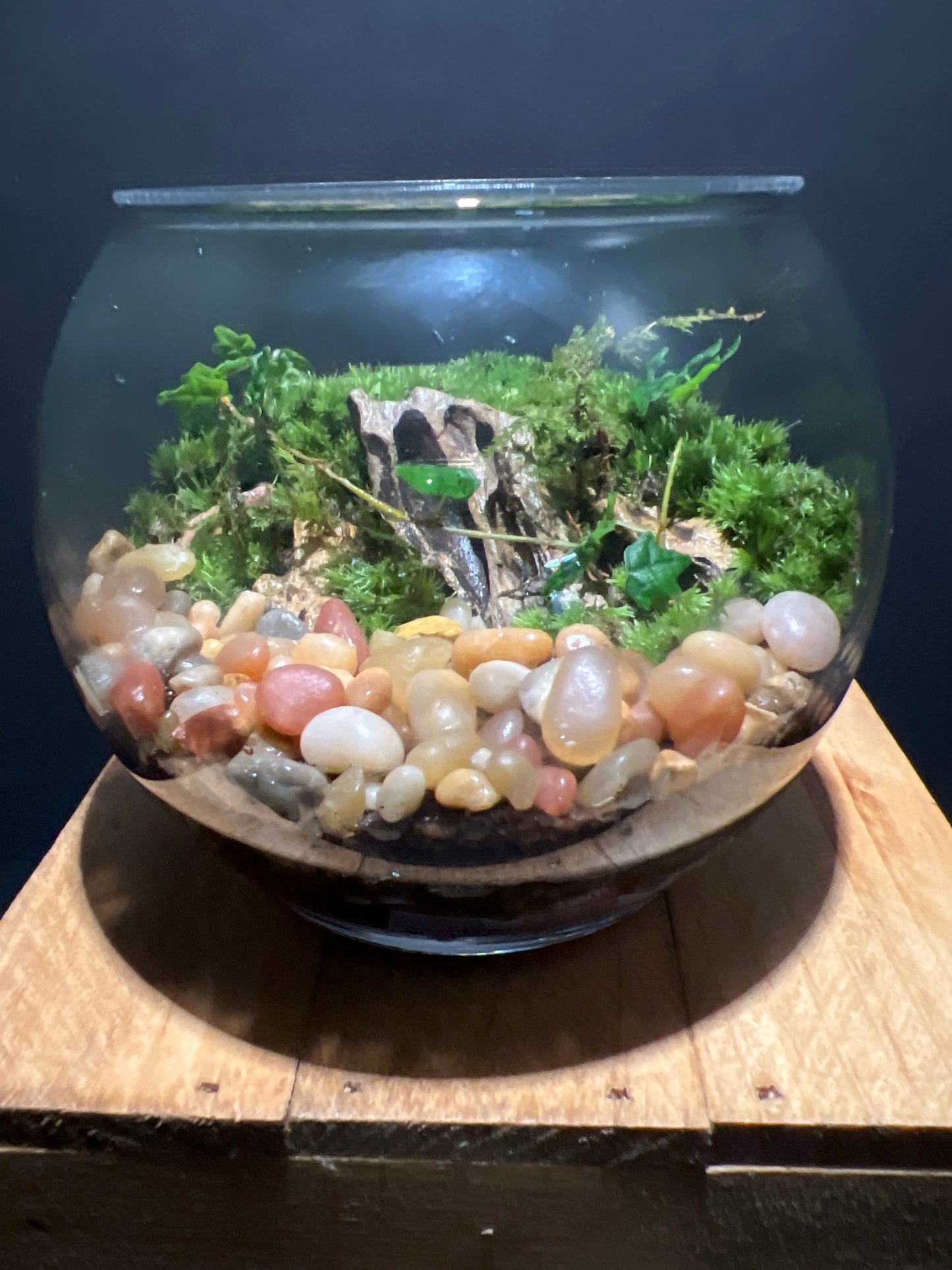 Terrarium #77