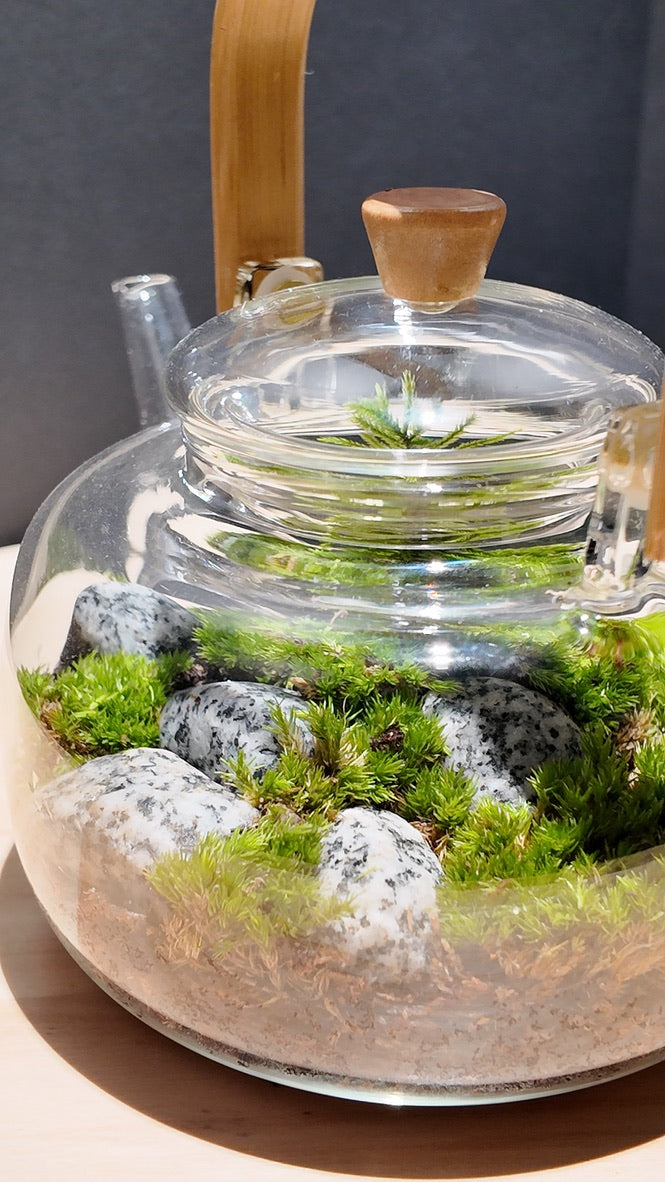 Terrarium #8