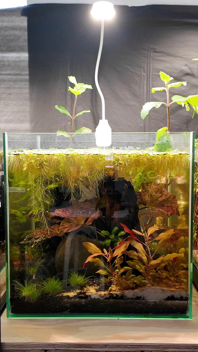 Nano Aquarium: The Lounge