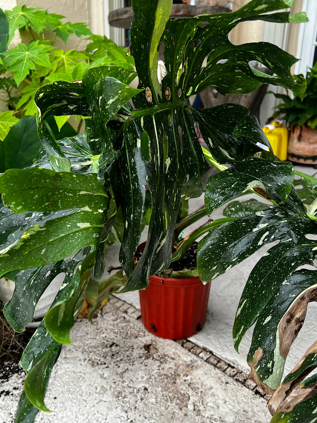 Live Plants: 8” Monstera Thai Constellation