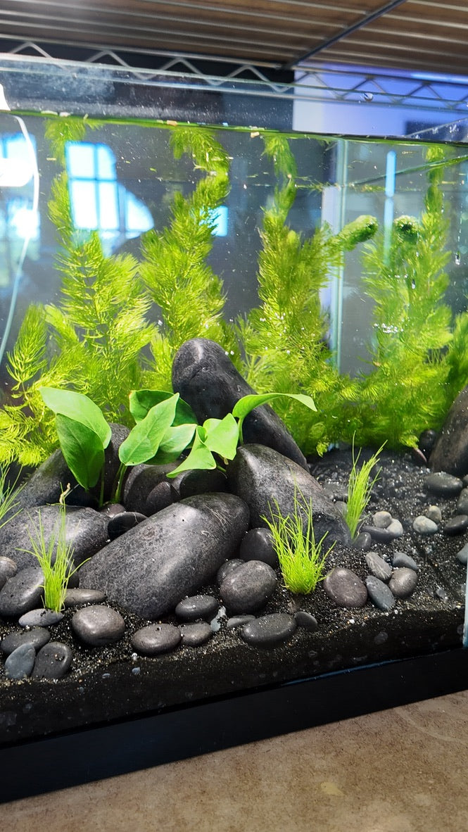 Nano Aquarium: Midnight