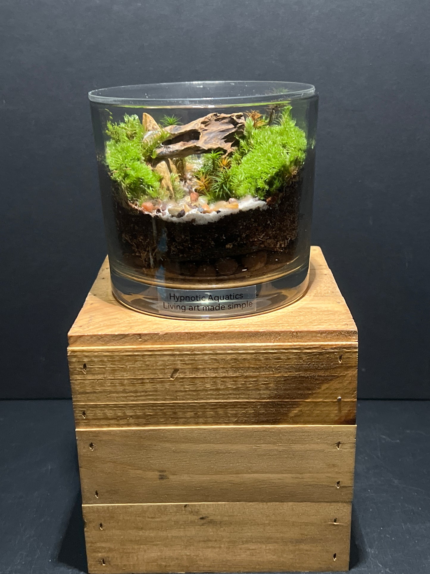 Terrarium #101