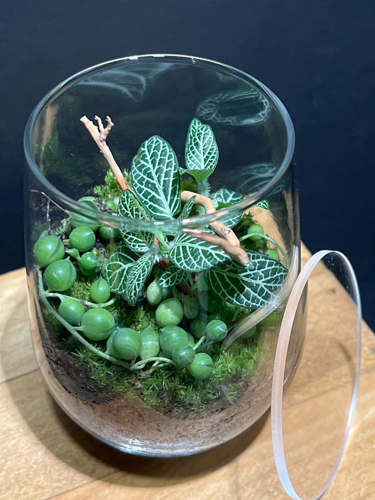 Terrarium #131