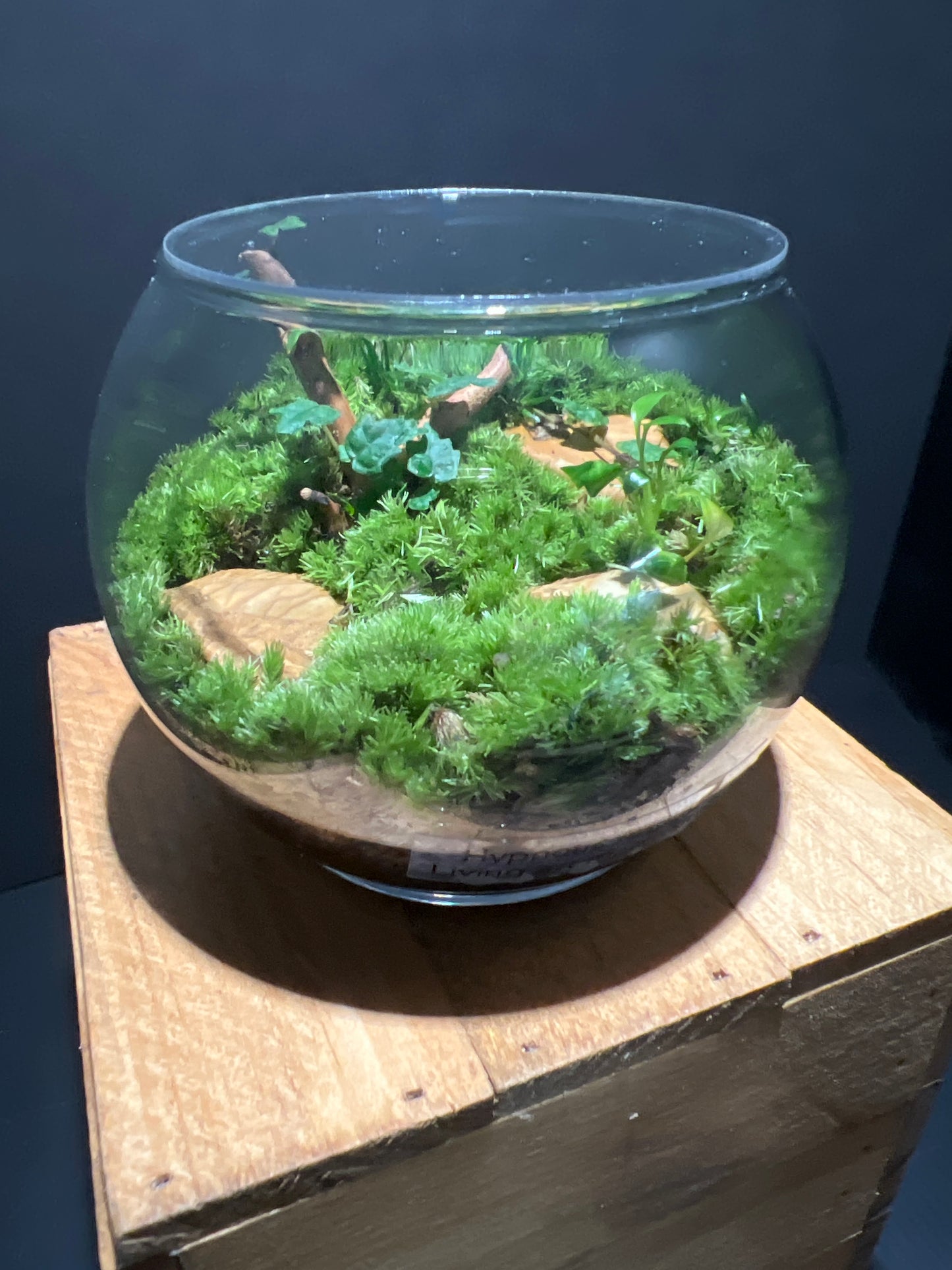 Terrarium #72
