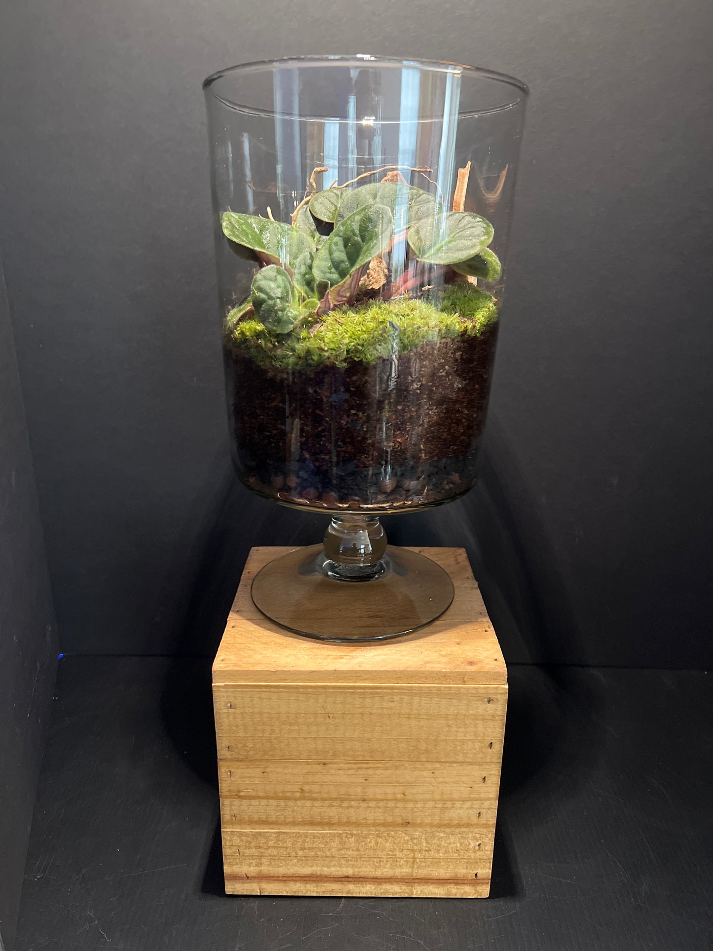 Terrarium #41