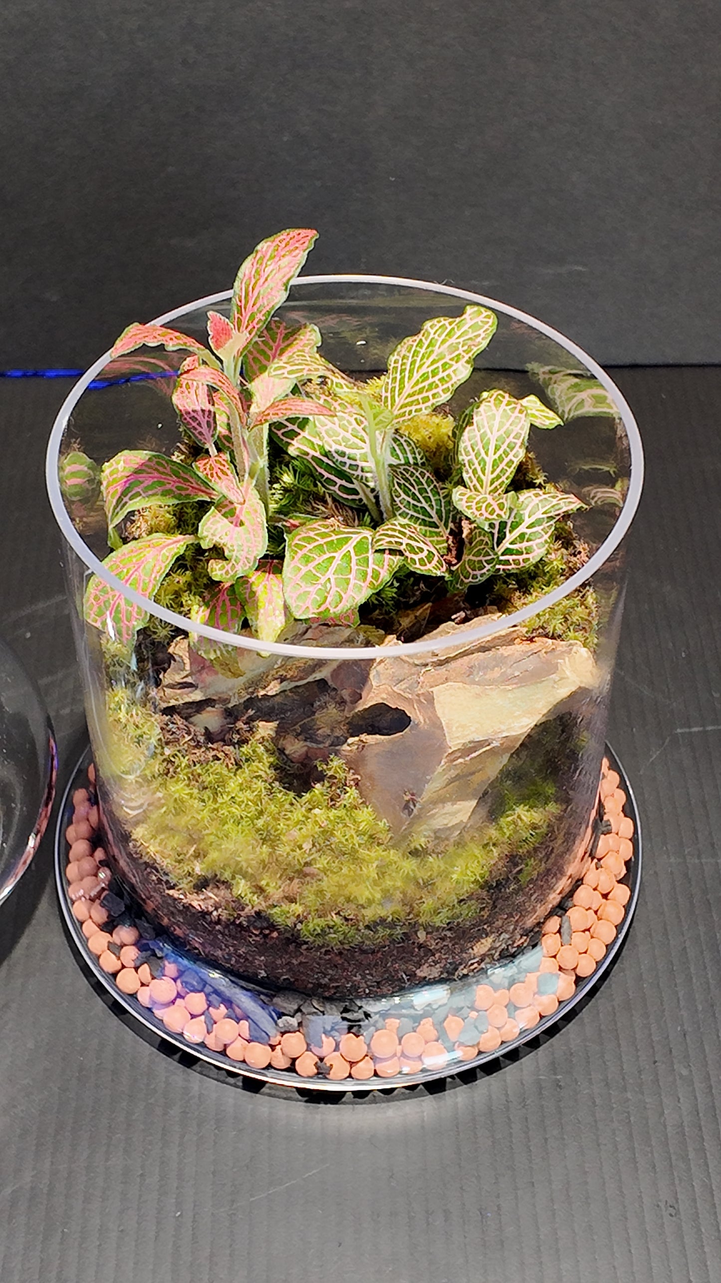 Terrarium #43