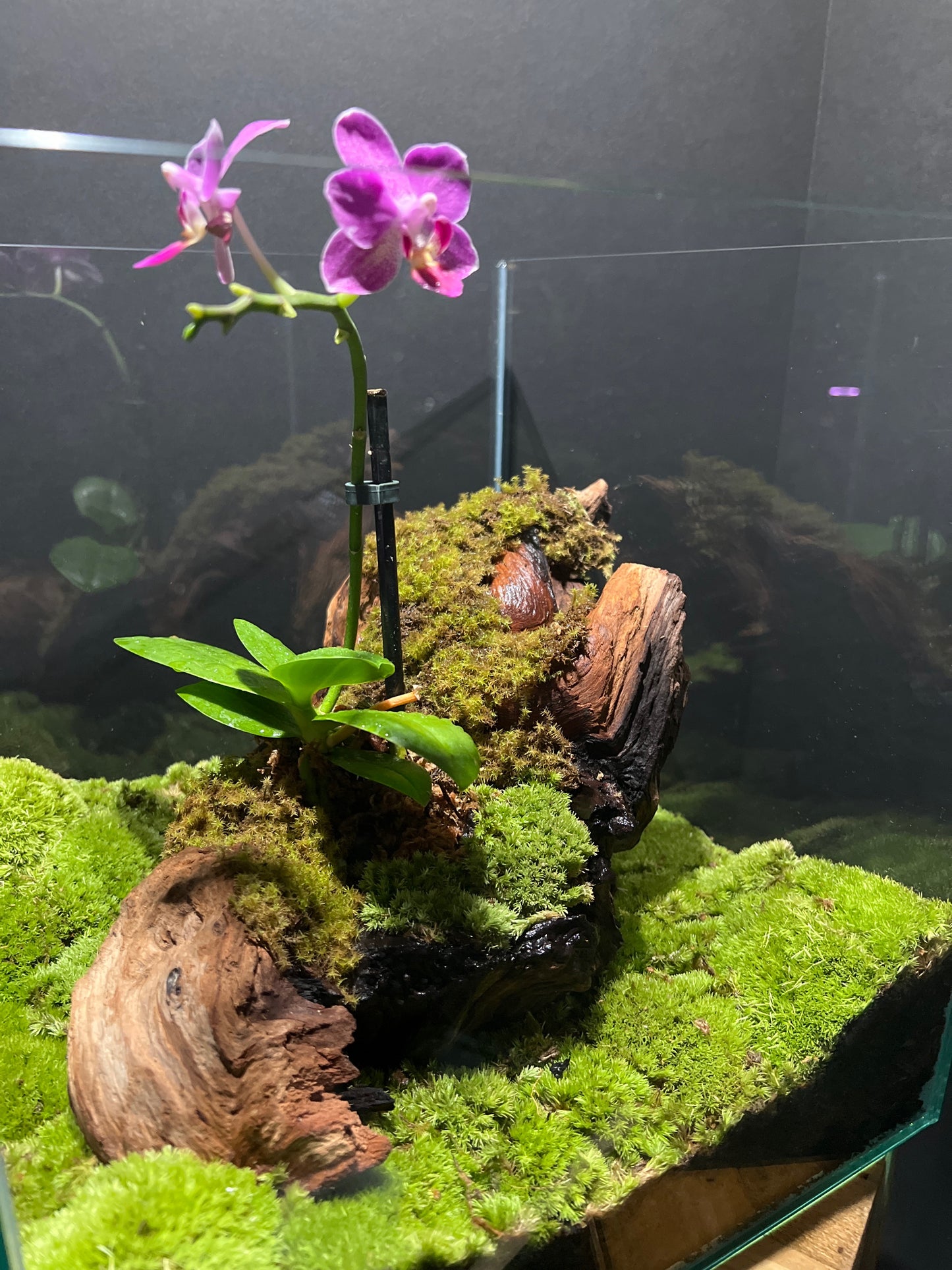 Terrarium Moss: Cultivated Cushion Moss