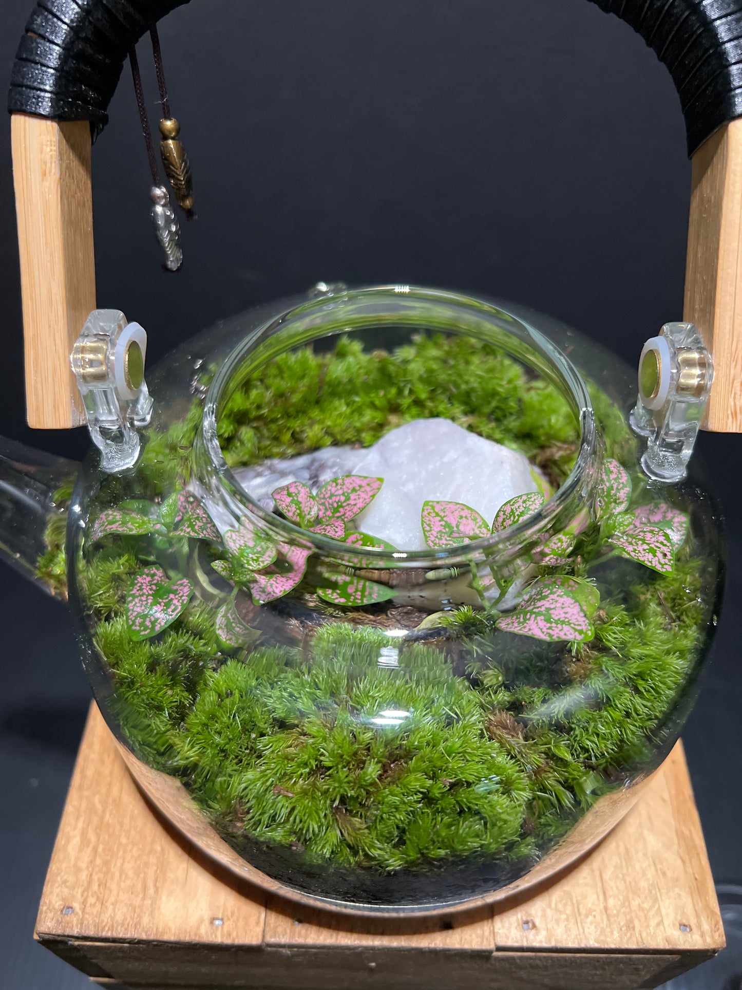 Terrarium #79