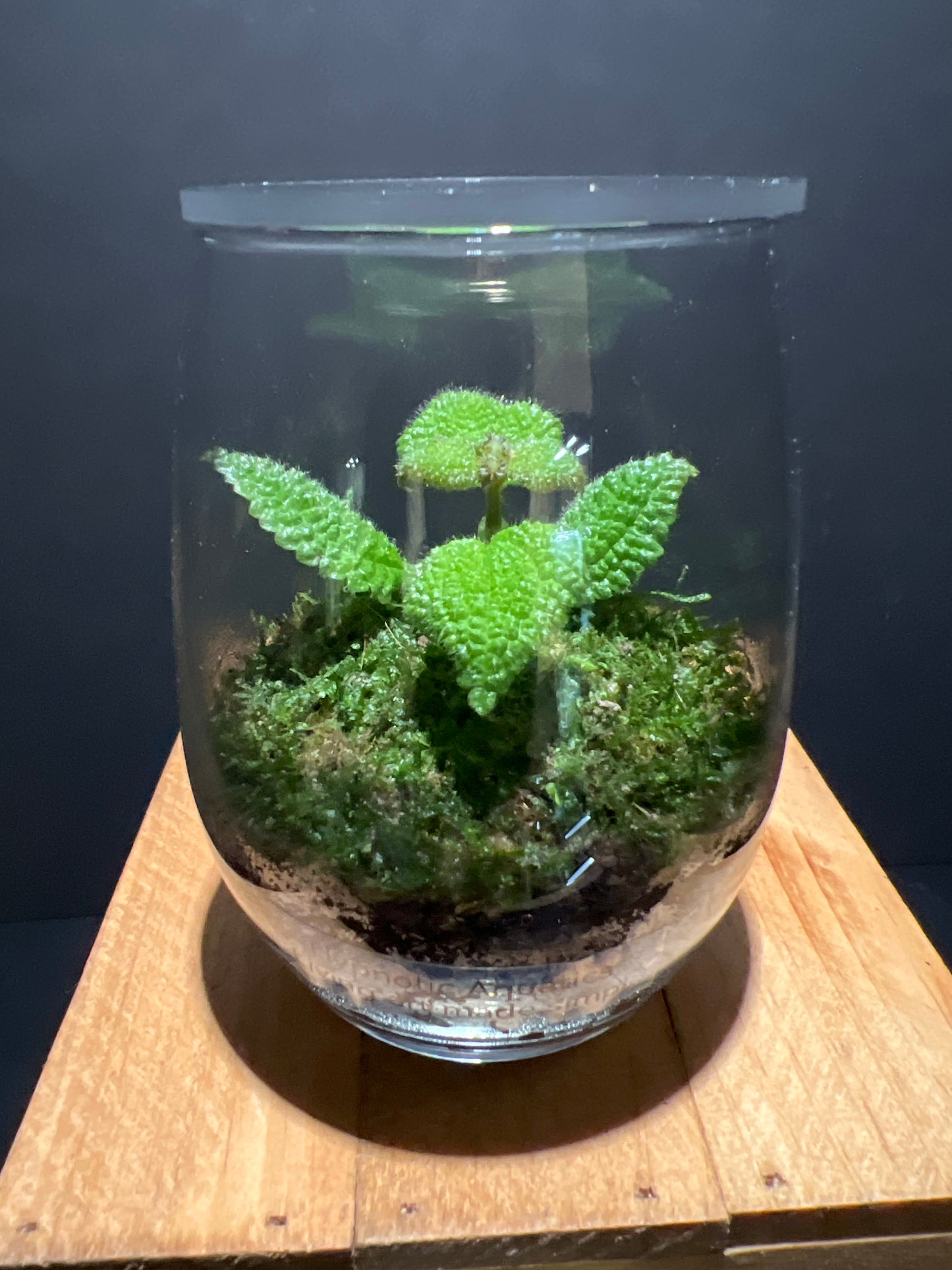 Terrarium #59