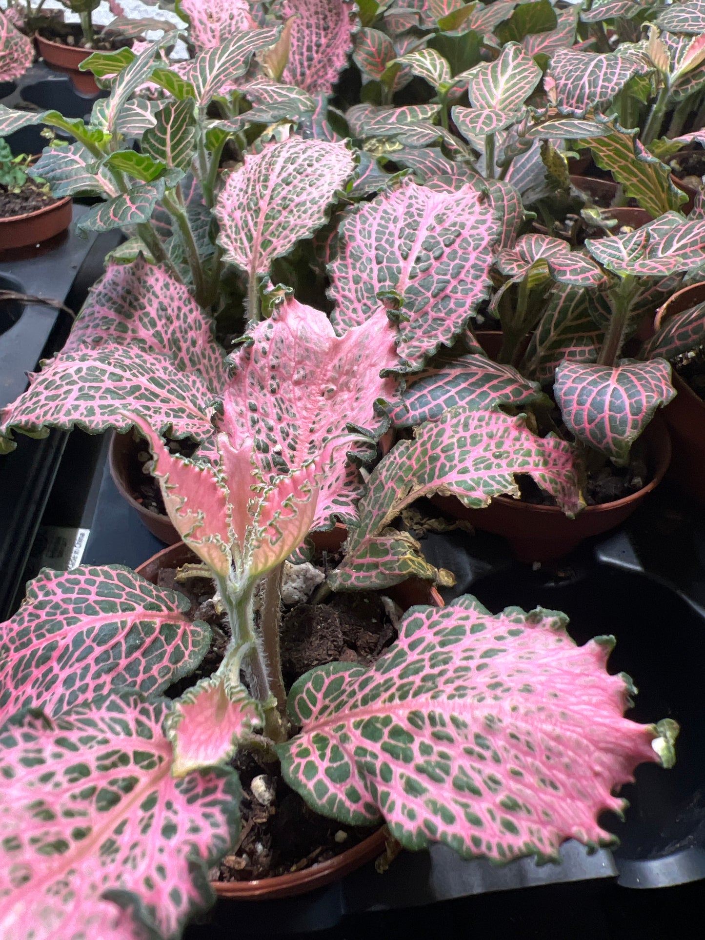 Terrarium Plants: Fittonia Mix