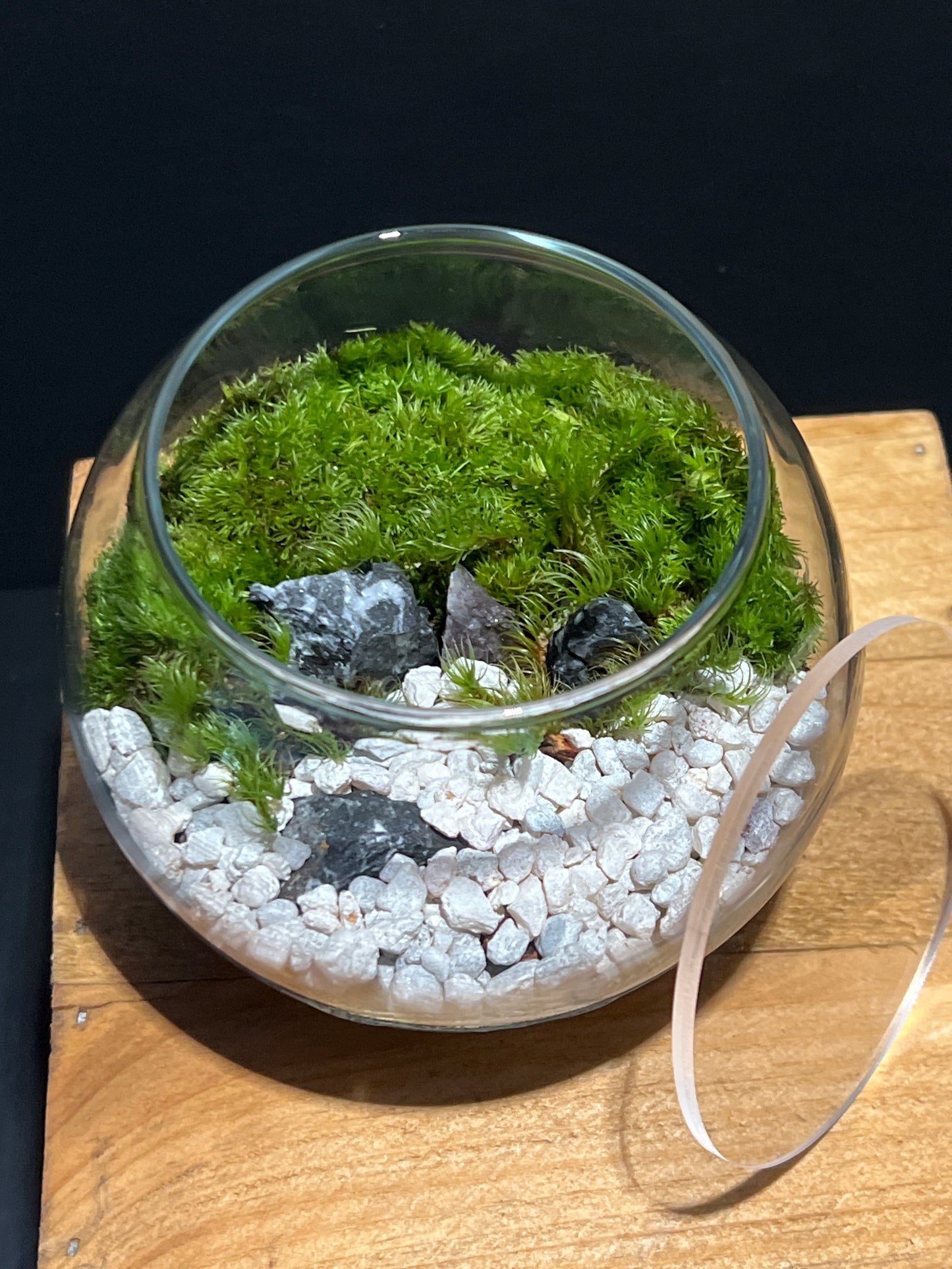 Terrarium #144