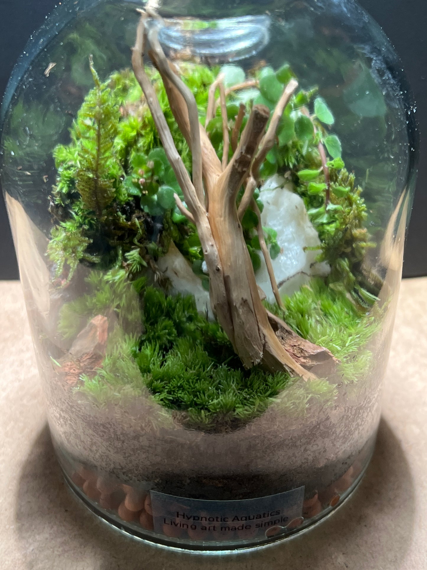 Terrarium 422