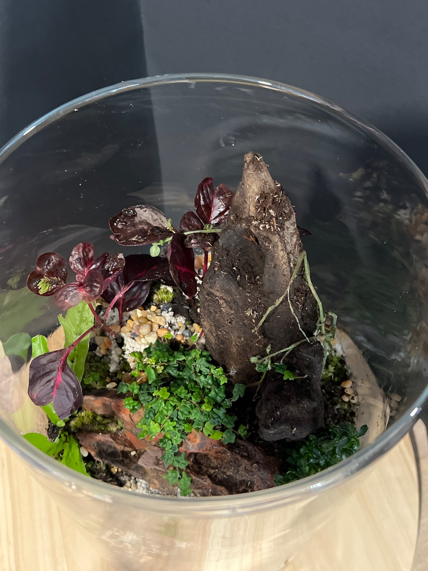 Terrarium 728