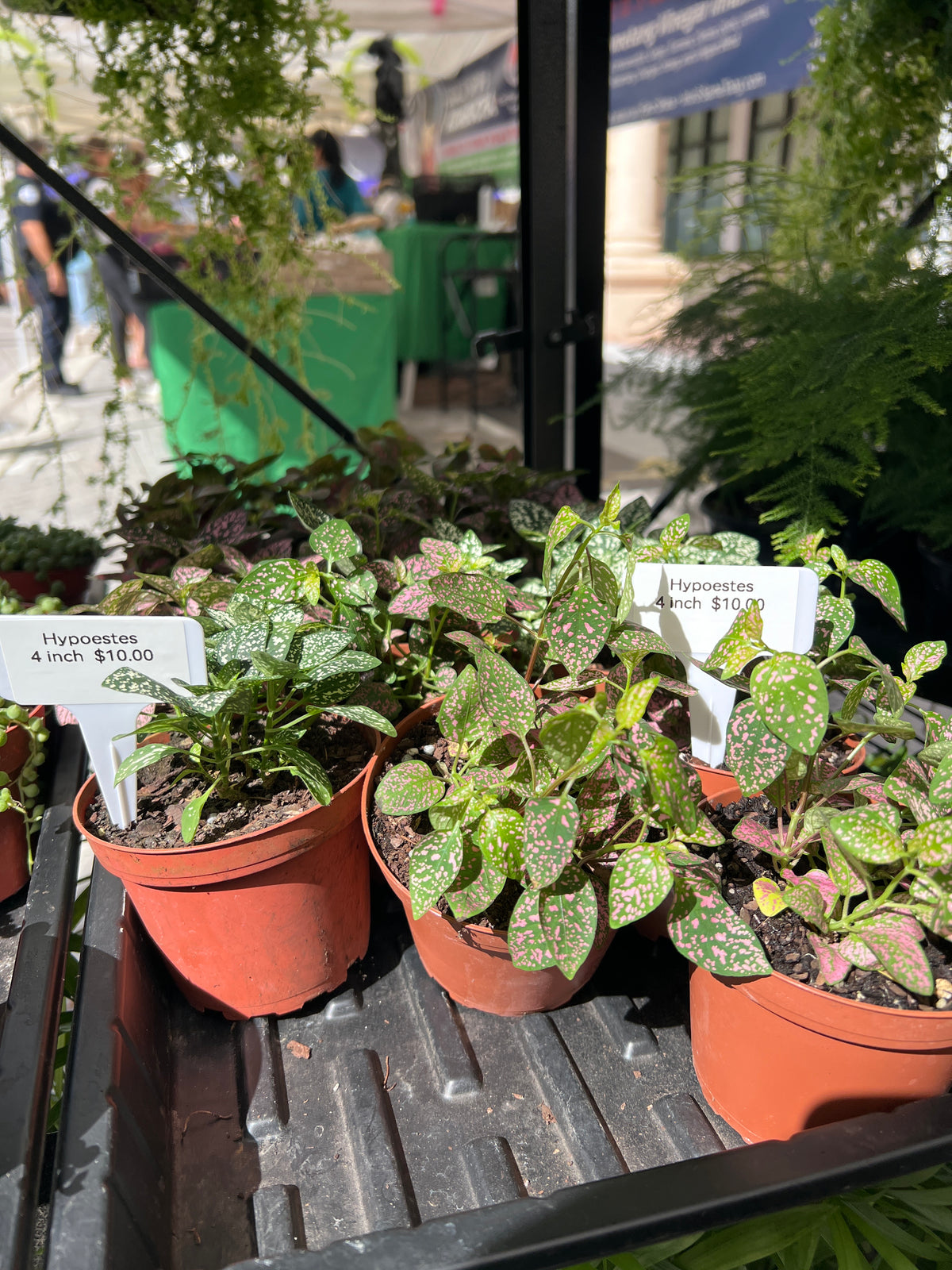Live Plants: 4” Polka Dot Plants