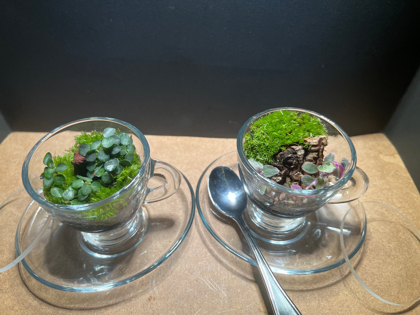 Terrarium 443 (seti)